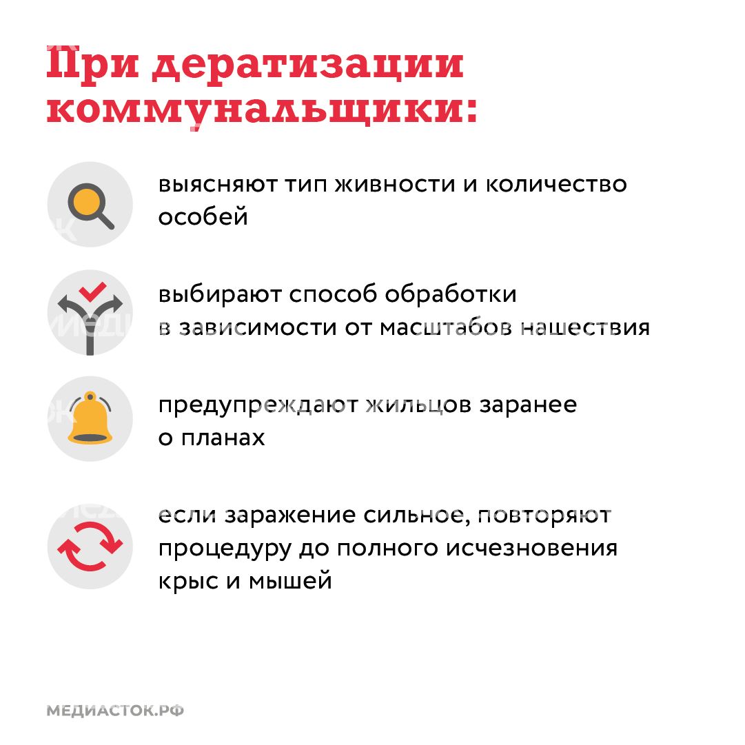 Крысы в МКД квадрат (5) Крысы в МКД квадрат (5)