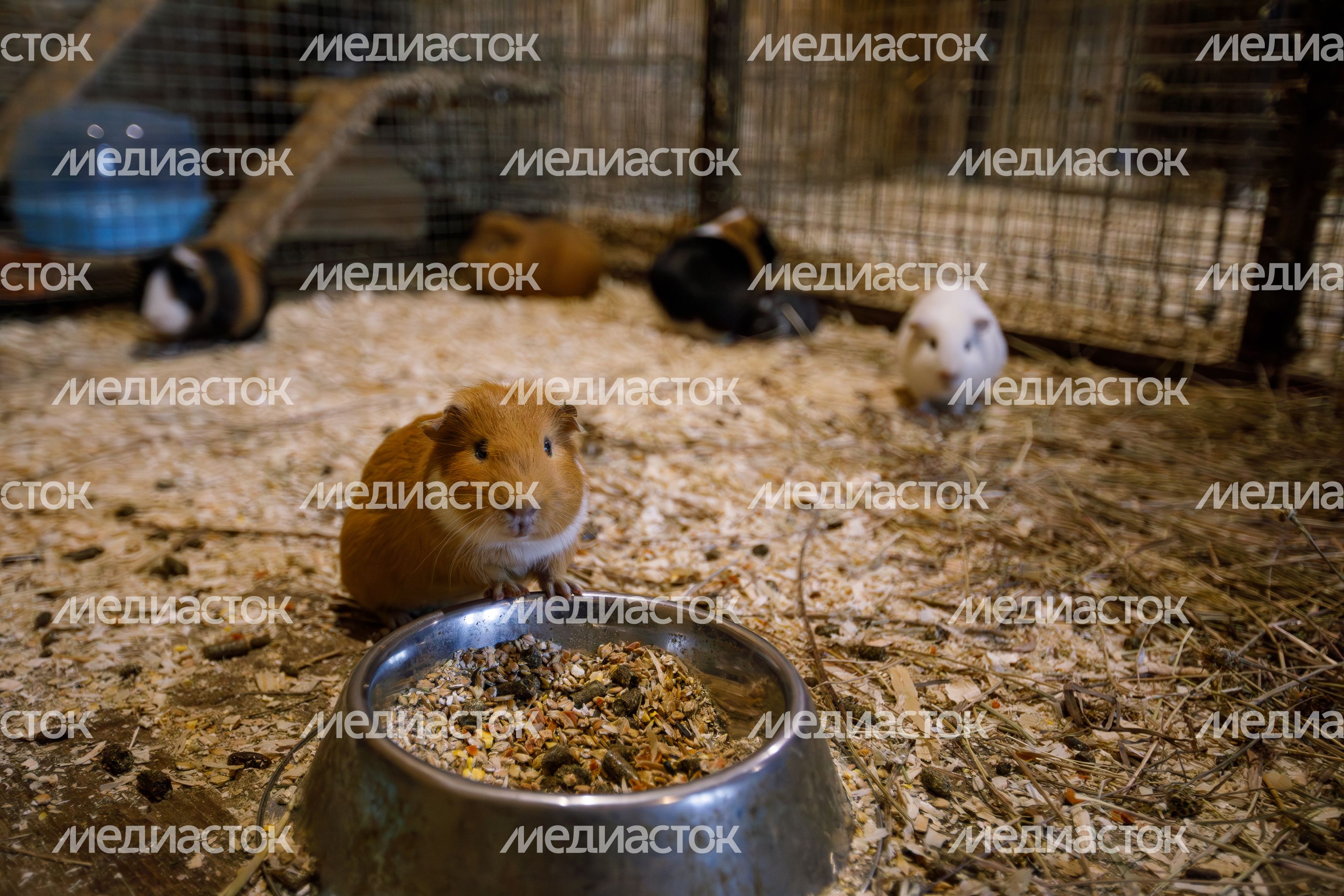 Клин. Сафари-парк «Изумрудный лес»