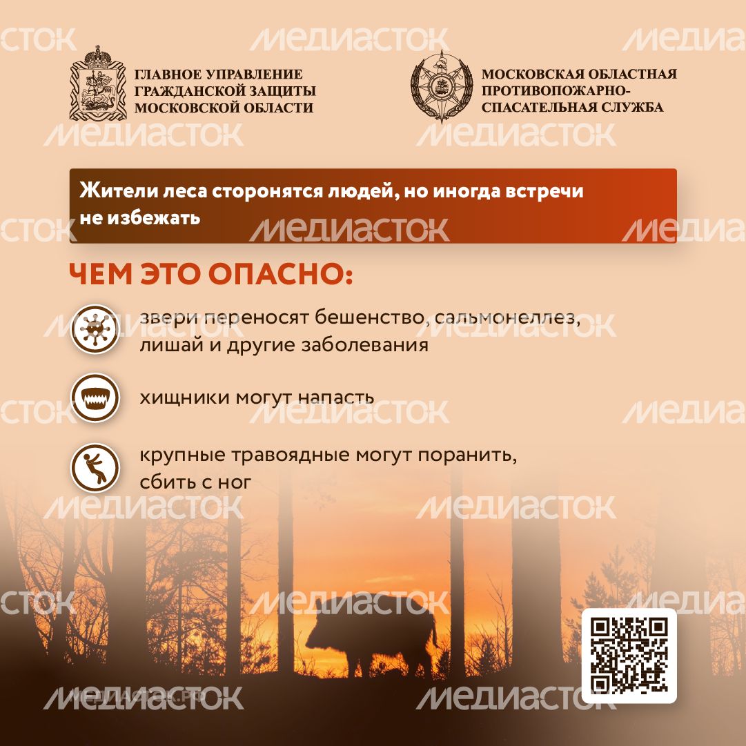 Что делать при встрече с диким животным квадрат 02 Что делать при встрече с диким животным квадрат 02
