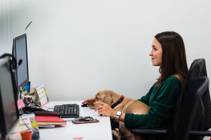 Pet‑friendly офис Purina