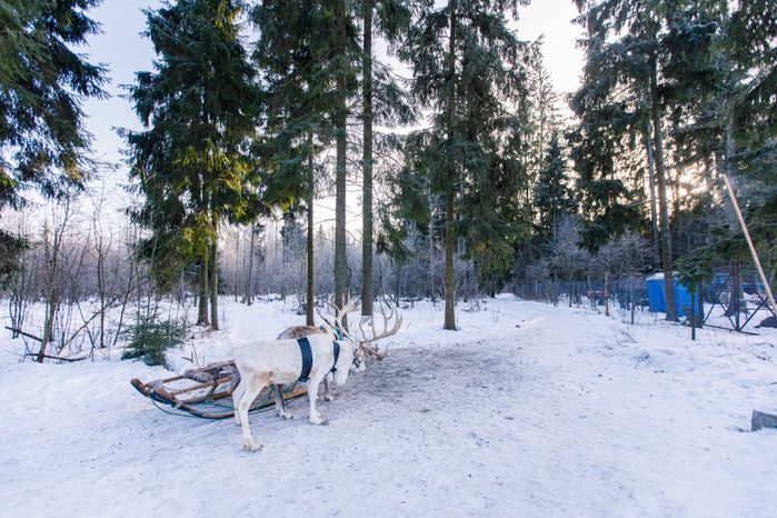 Оленья ферма ZooОleni в Рузском округе