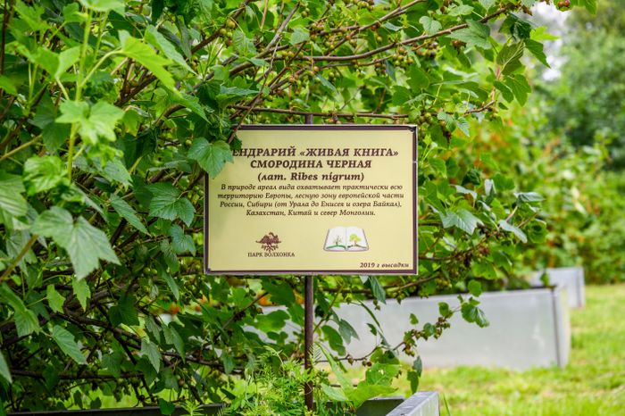 Дендрарий "Живая книга" в Ногинске