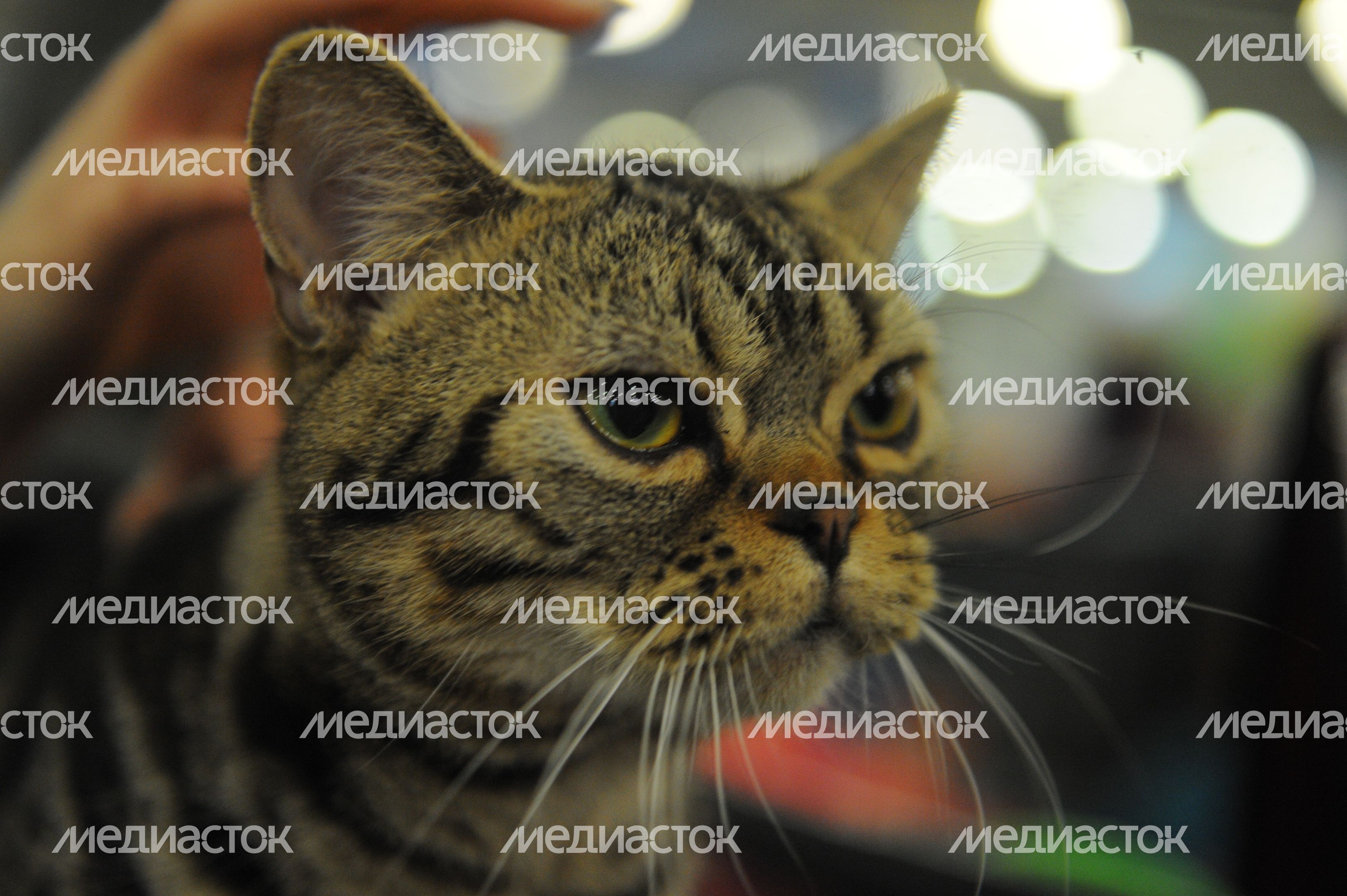 Международная выставка кошек «Кэтсбург-2015» в «Крокус Экспо»