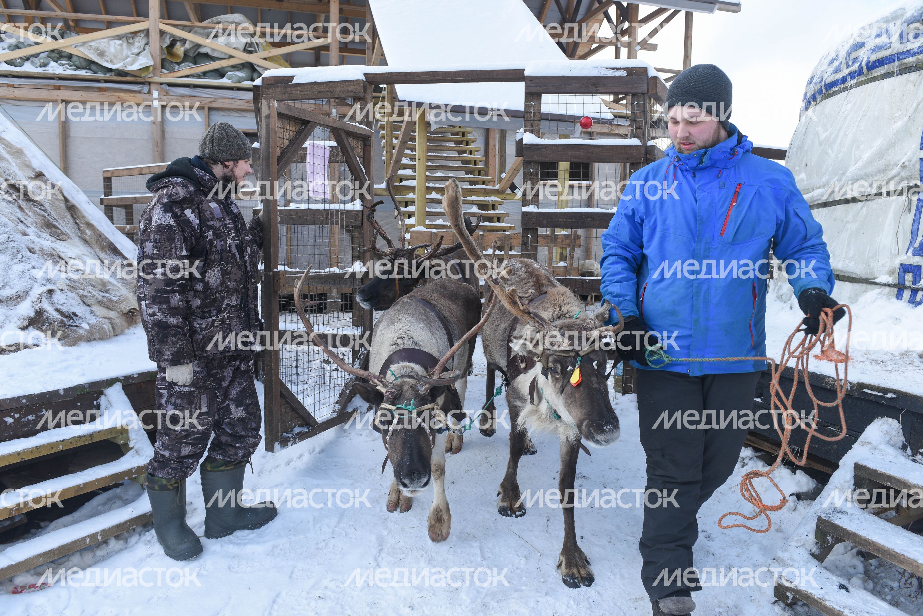 Оленья ферма в Дзержинском