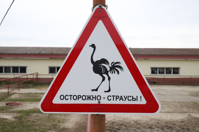 Серпухов. Ферма «Русский страус»