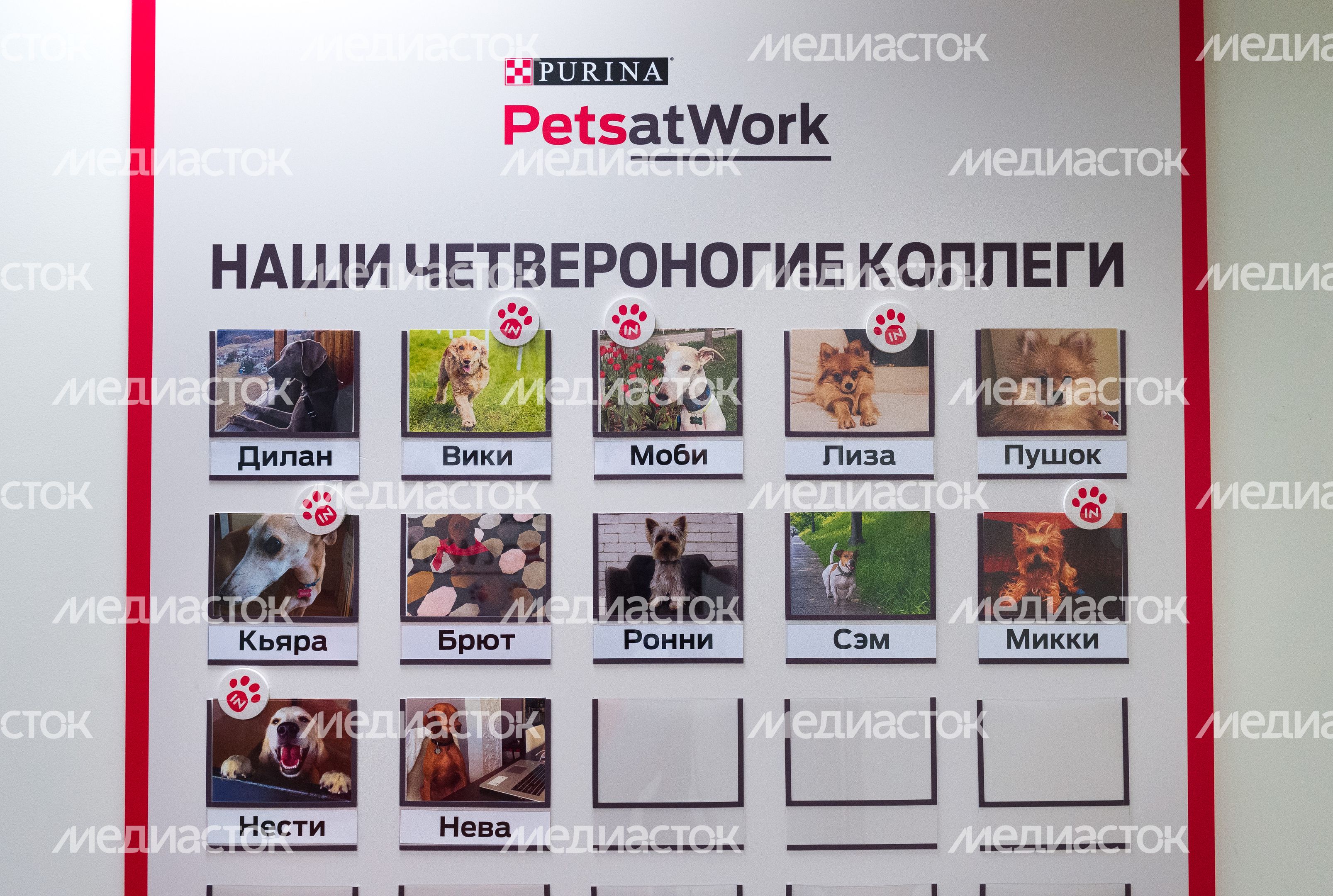 Pet‑friendly офис Purina