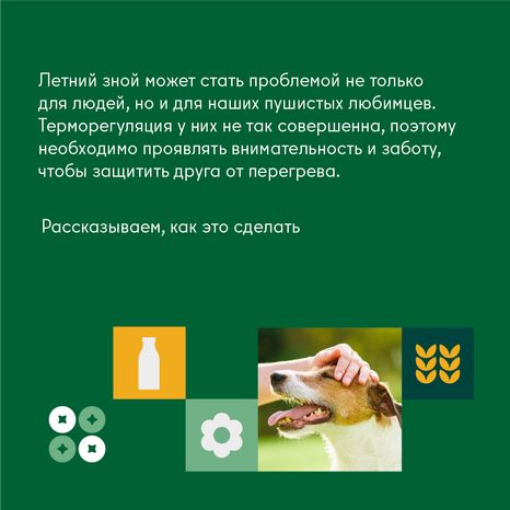 Как защитить домашнего любимца от перегрева во время жары квадтрат (2)