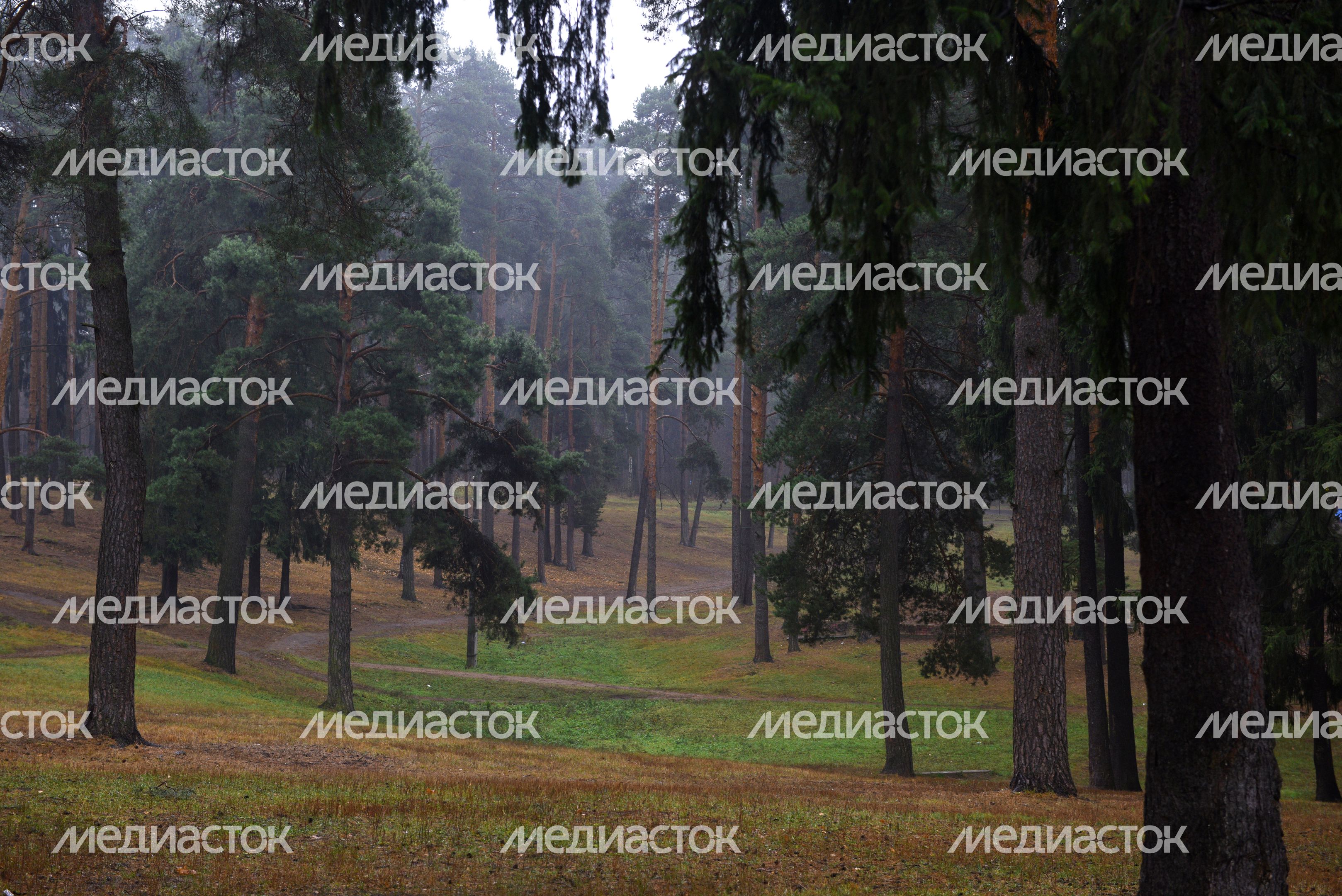 Лесопарковая зона в Жуковском