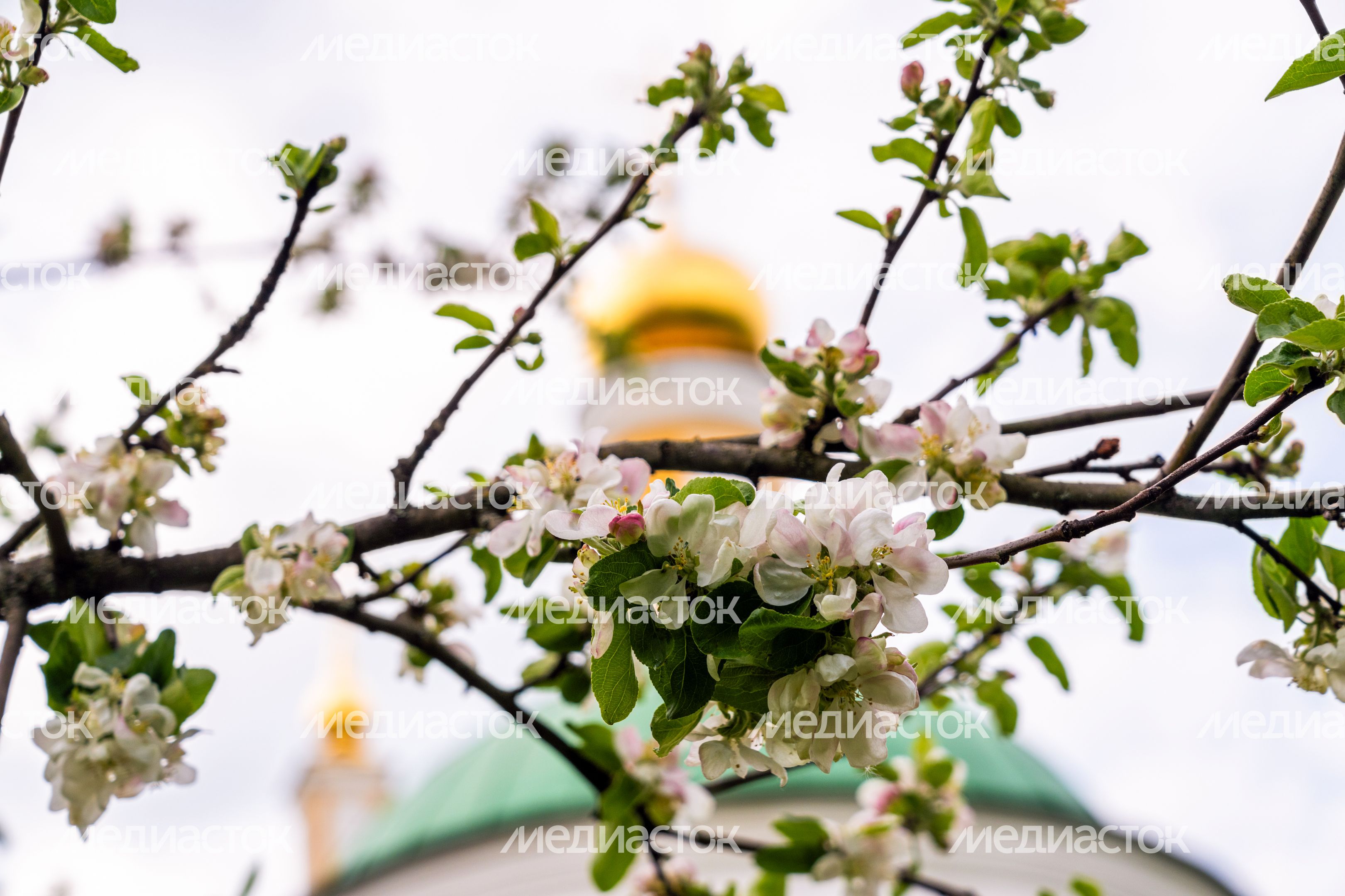Церковь Усекновения главы Иоанна Предтечи в Чехове Церковь Усекновения главы Иоанна Предтечи в Чехове