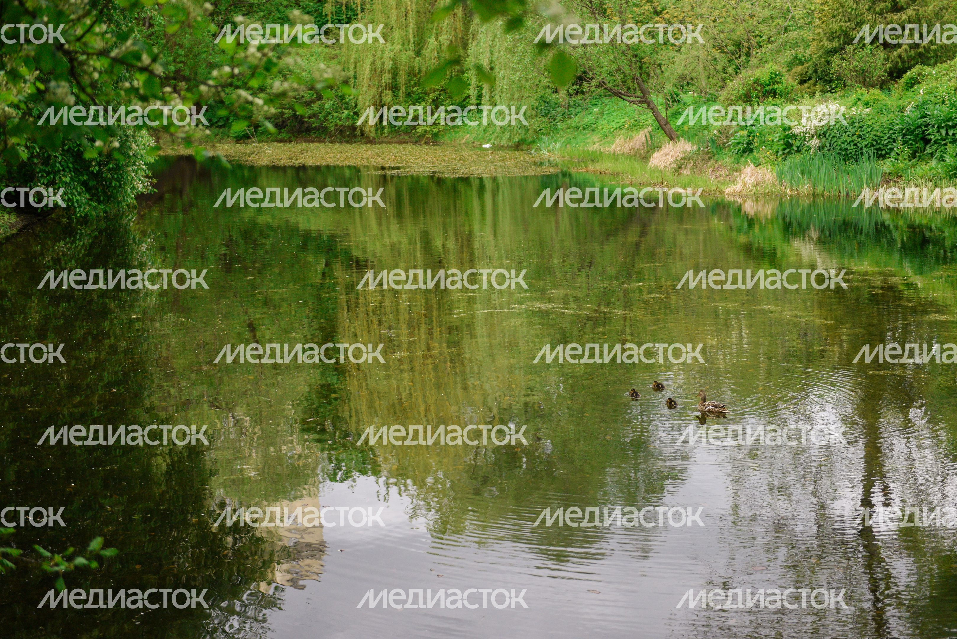 Ботанический сад МГУ «Аптекарский огород»