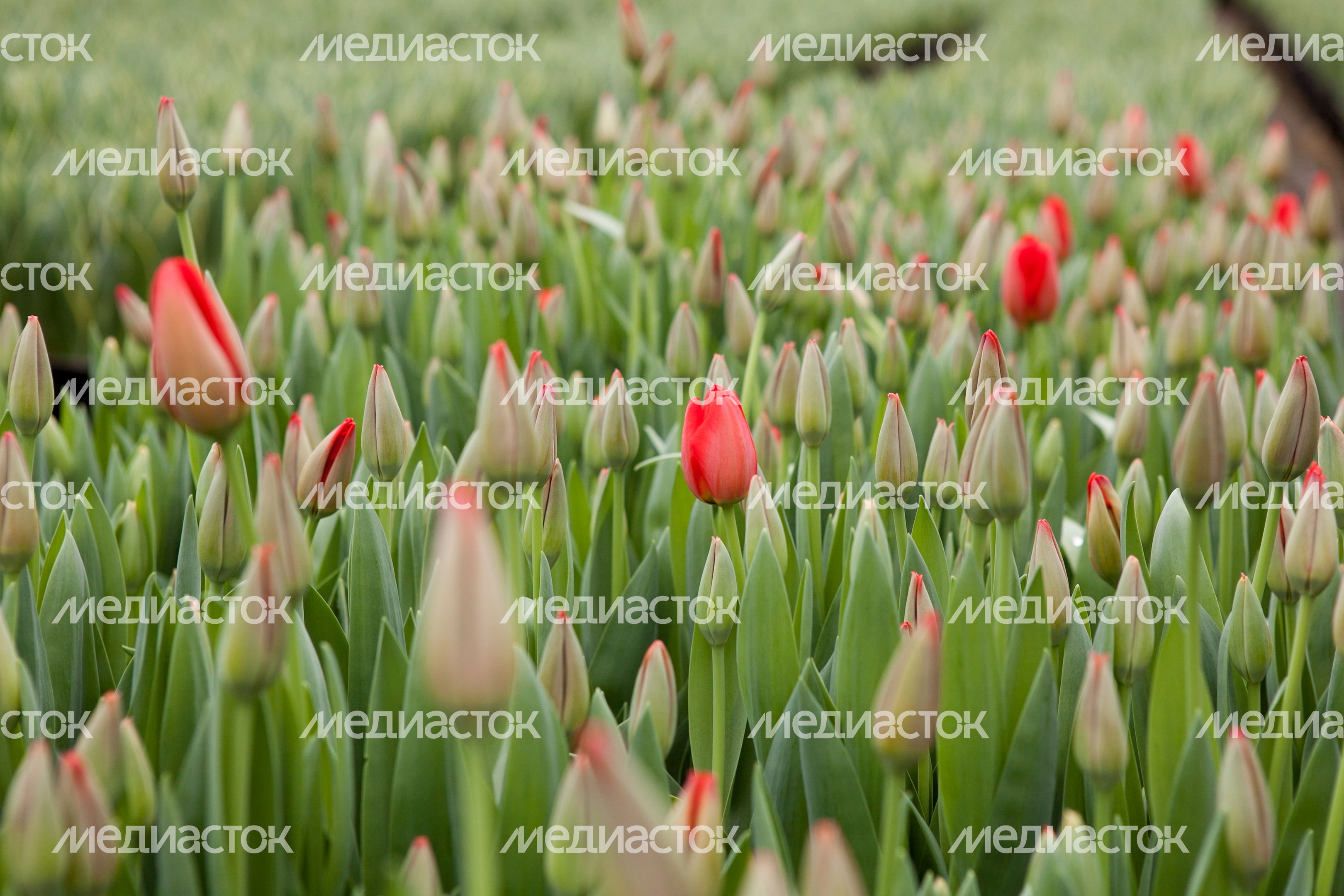 Тепличный комплекс в Раменском районе