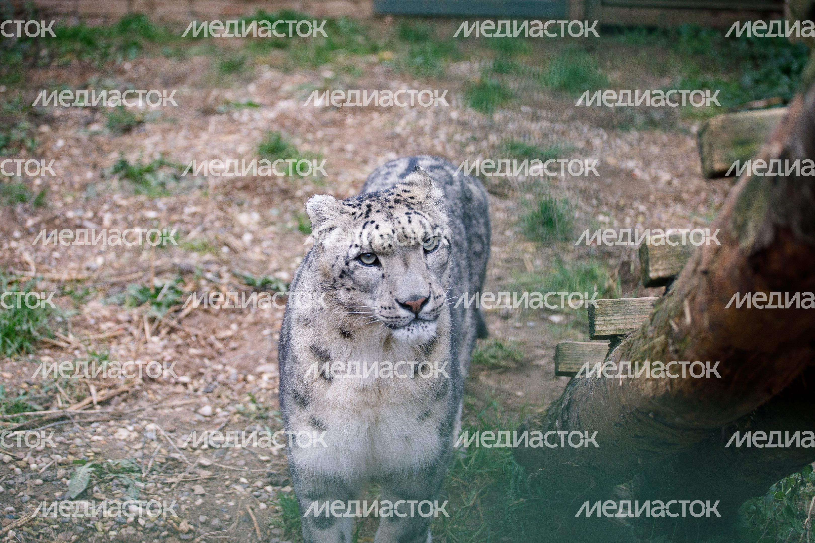 Волоколамск. Центр воспроизводства редких видов животных Волоколамск. Центр воспроизводства редких видов животных