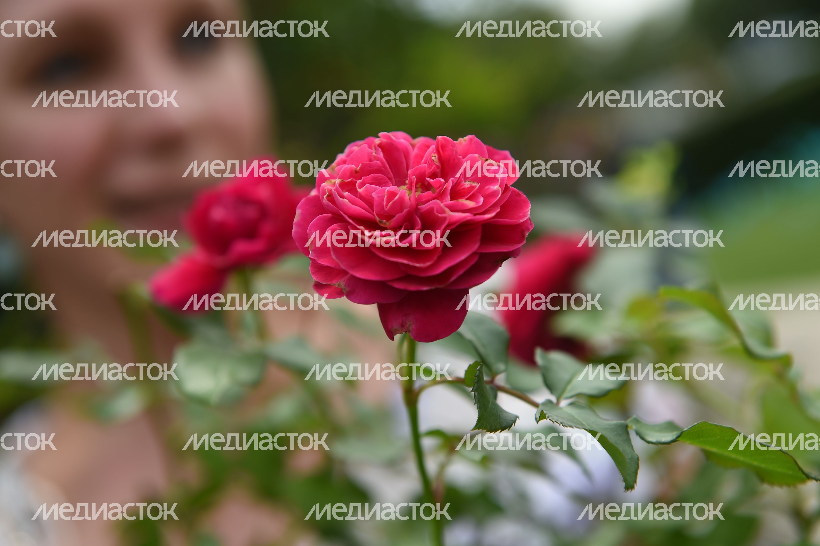 Открытие фестиваля садов и цветов Moscow Flower Show в парке «Музеон» в Москве Открытие фестиваля садов и цветов Moscow Flower Show в парке «Музеон» в Москве