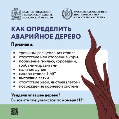 Аварийные деревья_Квадрат-03.jpg
