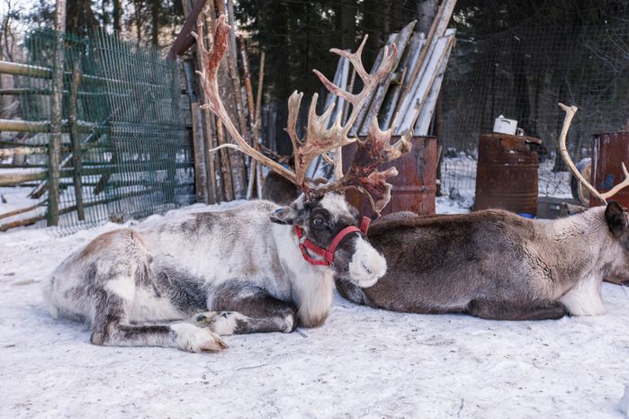 Оленья ферма ZooОleni в Рузском округе