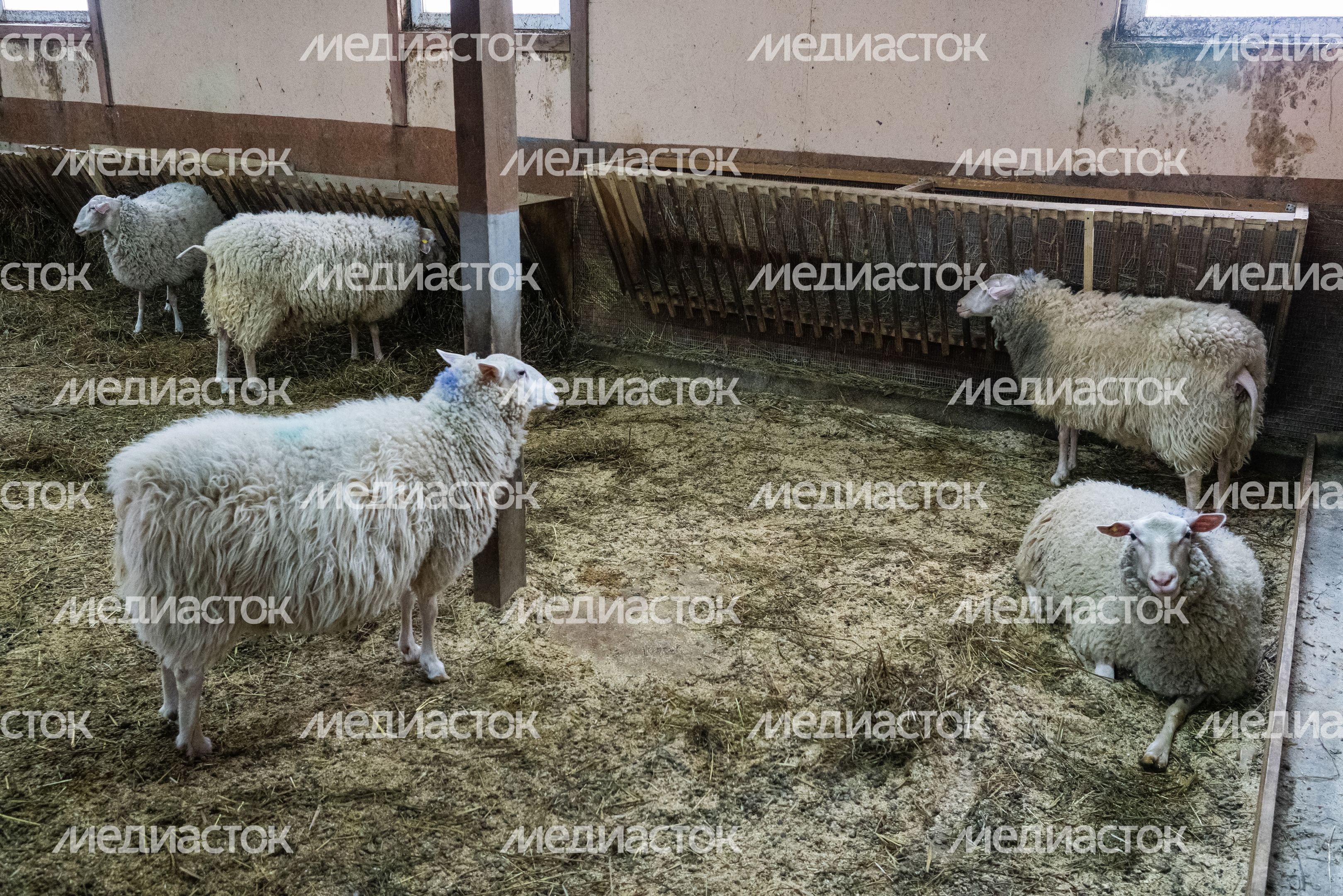 Истринская сыроварня Олега Сироты