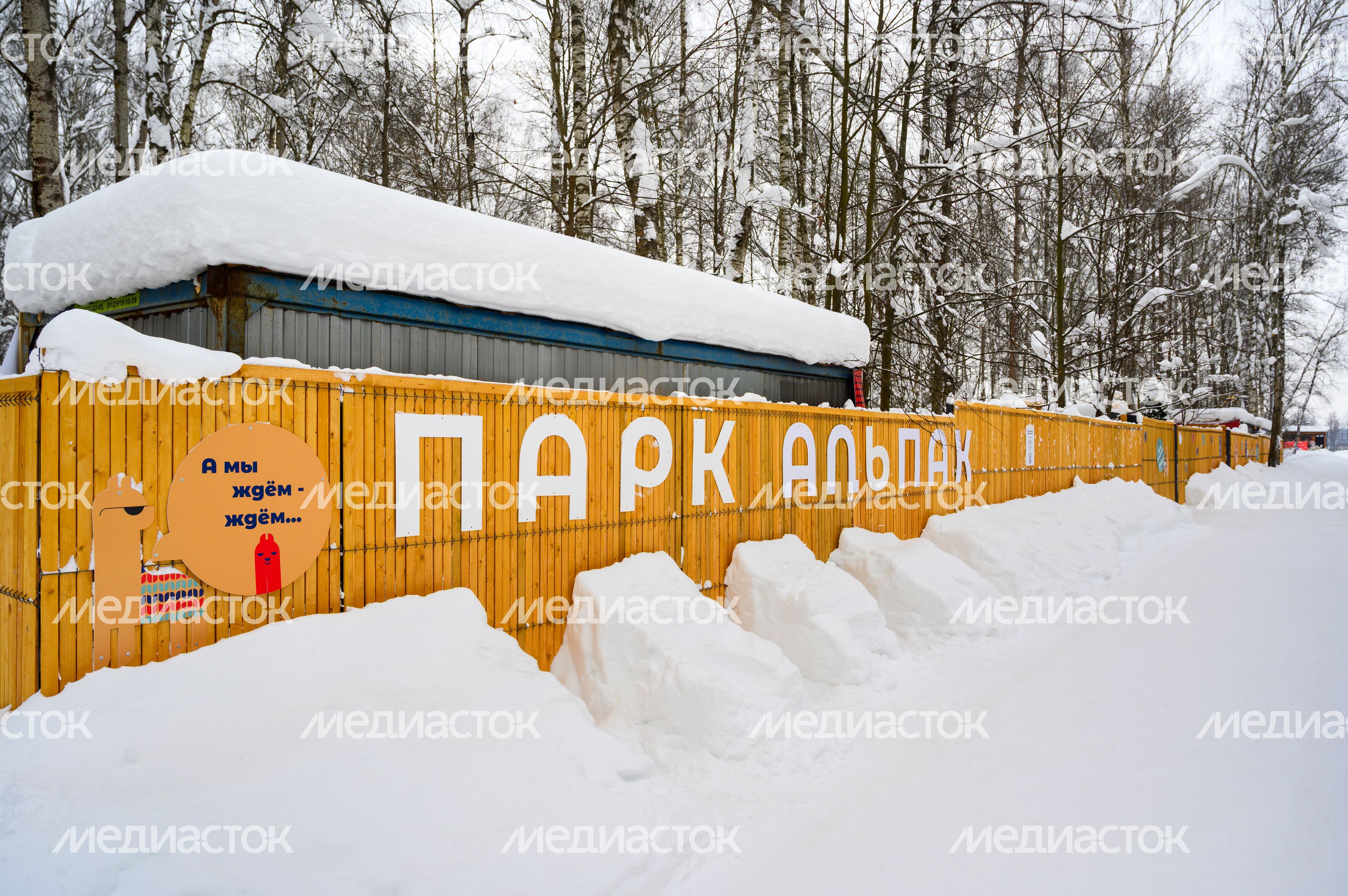 Парк альпак «Пача мама» в парке «Взлет» Домодедово Парк альпак «Пача мама» в парке «Взлет» Домодедово