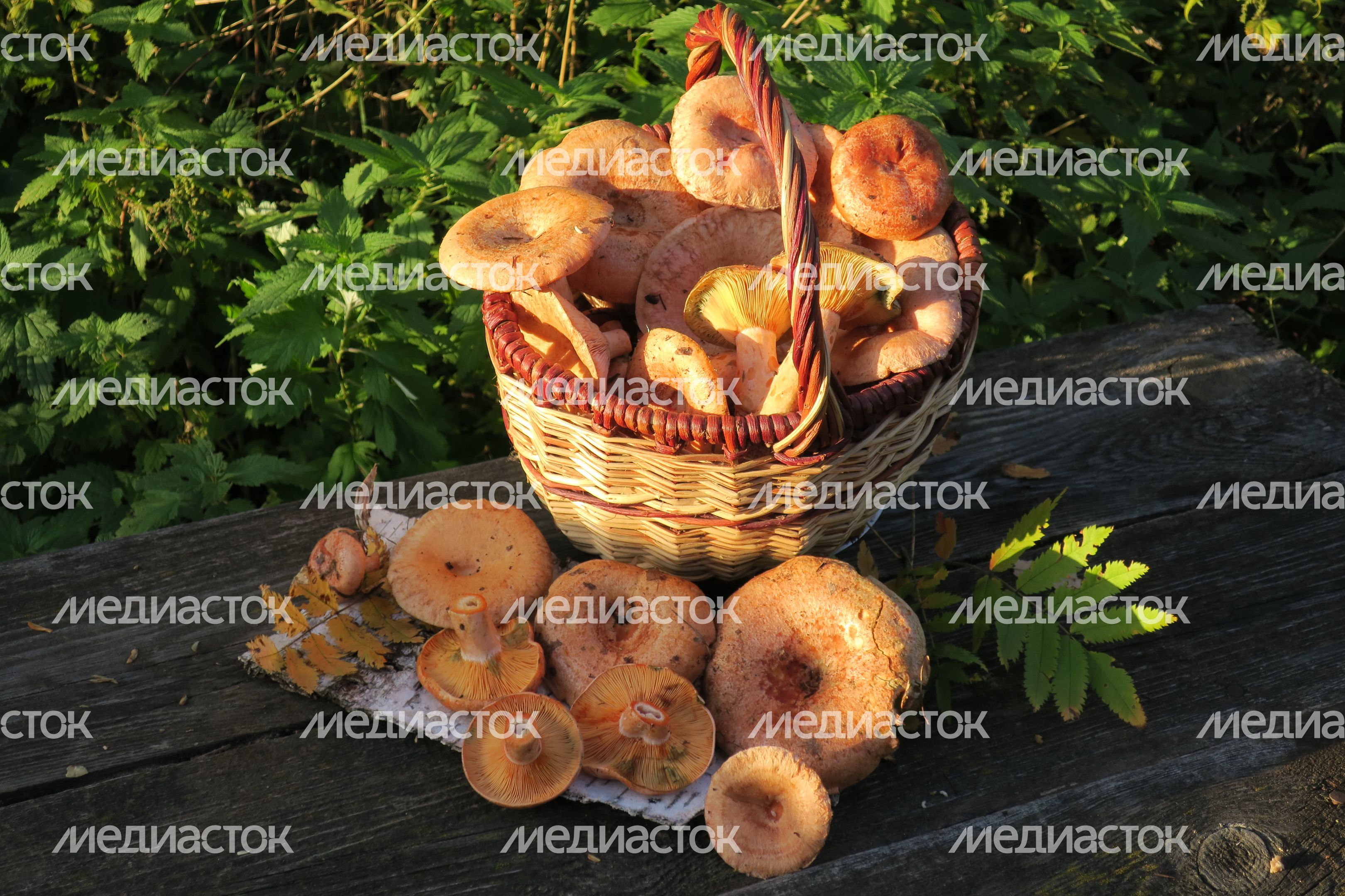 Осень в Подмосковье