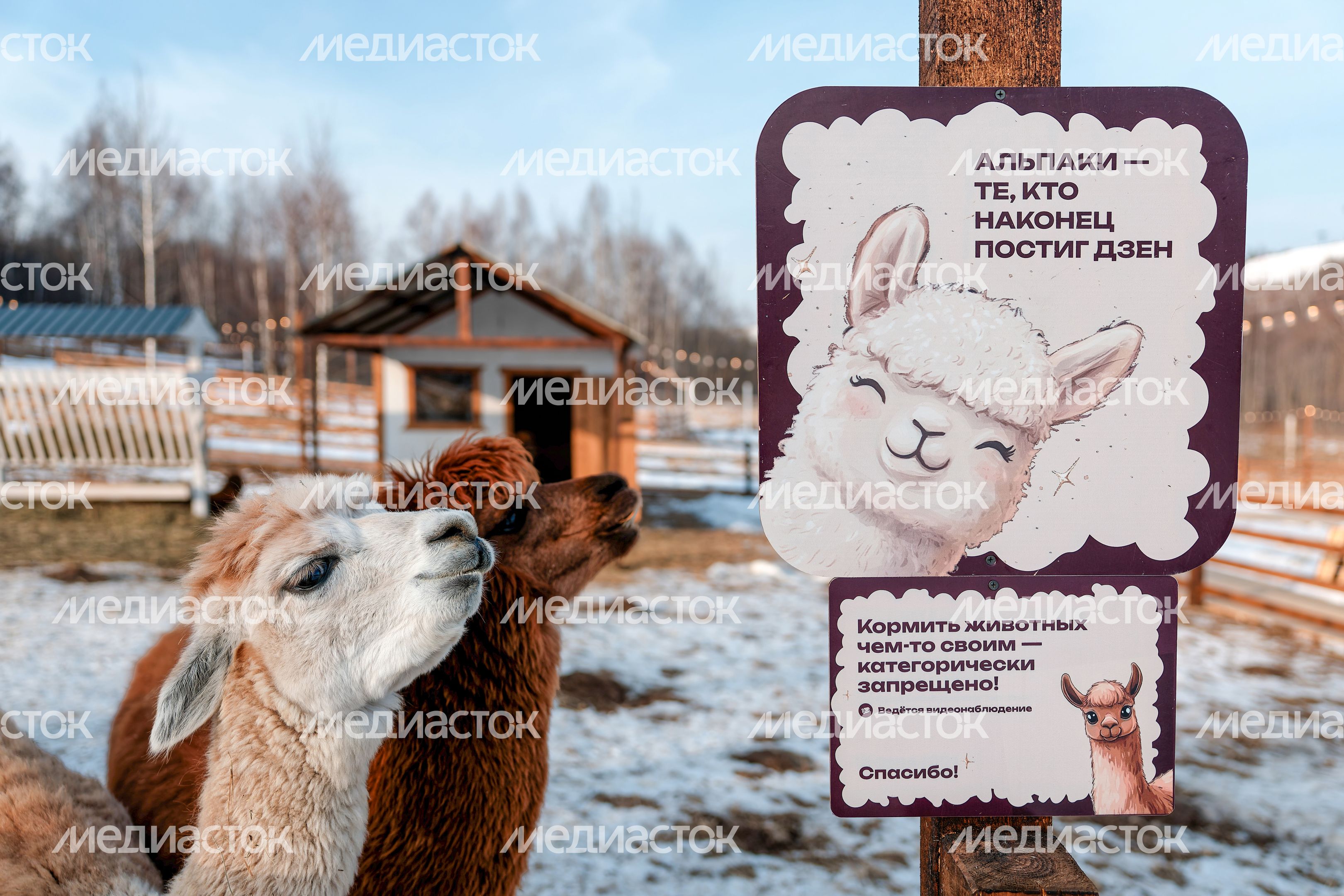 Парк альпак в спортивно-развлекательном парке «Яхрома» в Дмитровском округе Парк альпак в спортивно-развлекательном парке «Яхрома» в Дмитровском округе