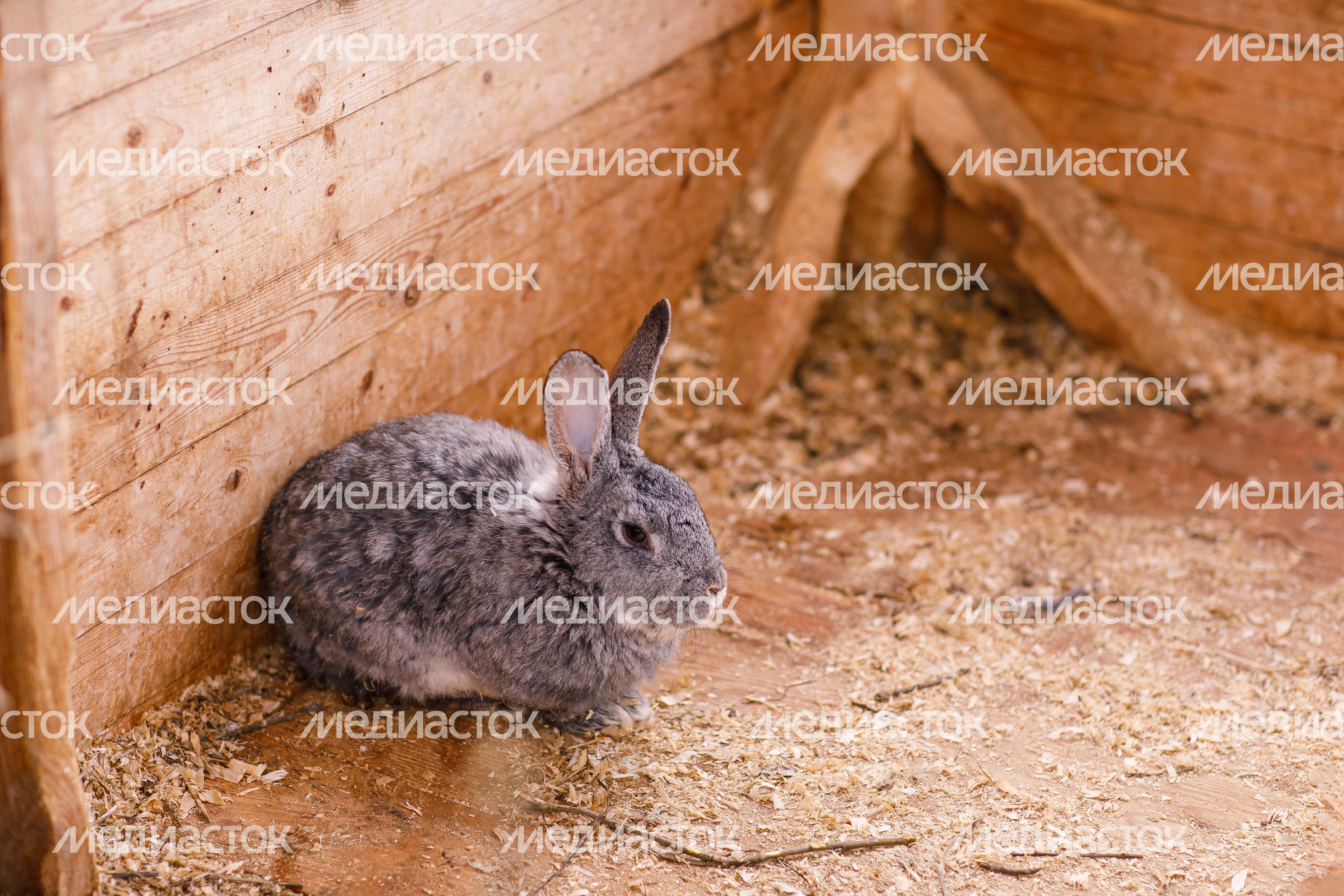 Парк львов "Земля прайда" в округе Клин Парк львов "Земля прайда" в округе Клин