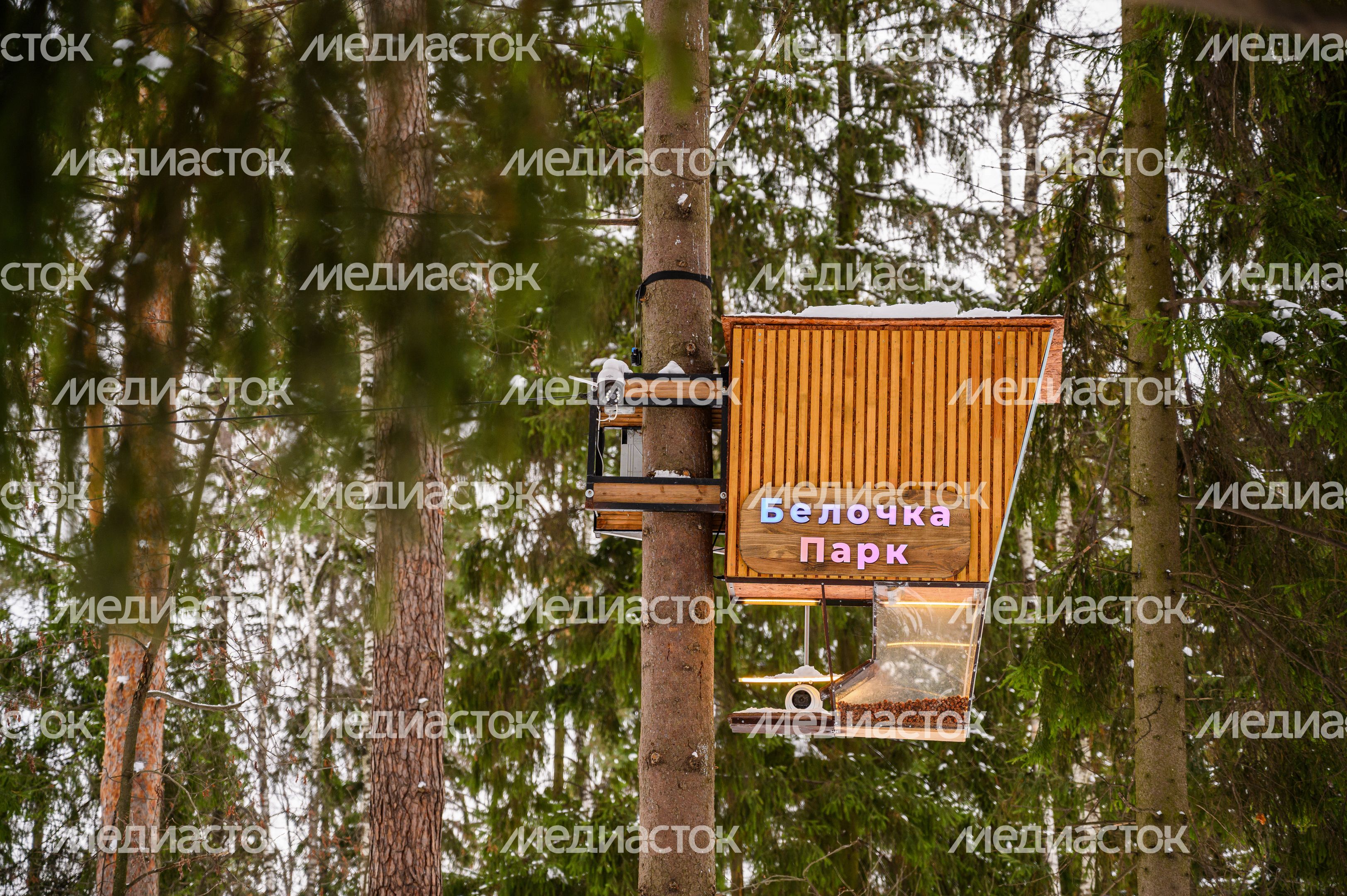 Белочка парк в Пестовском парке Балашихи Белочка парк в Пестовском парке Балашихи
