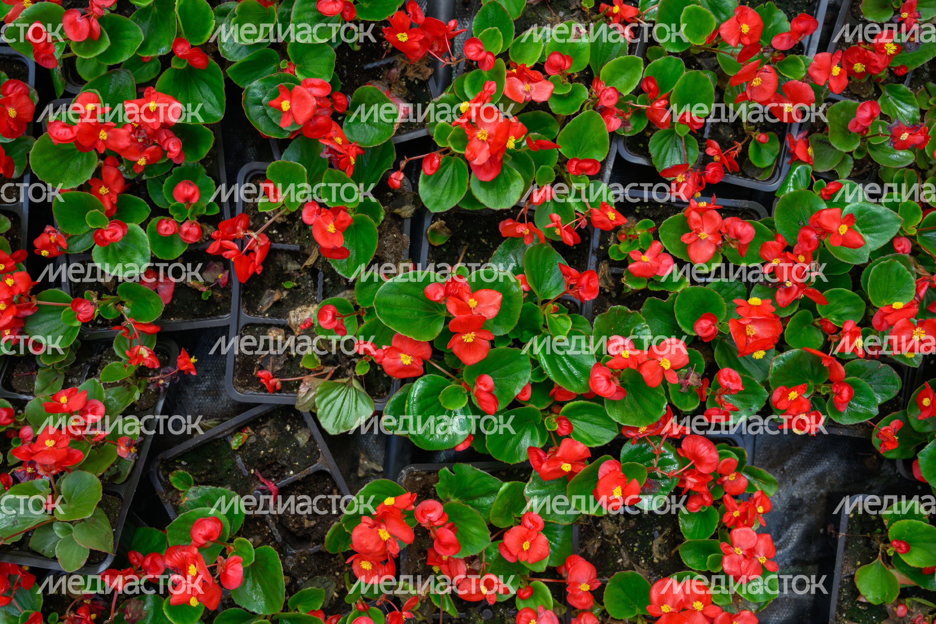 Рассада цветов в теплицах агрокомплекса «Цветком» в Раменском округе