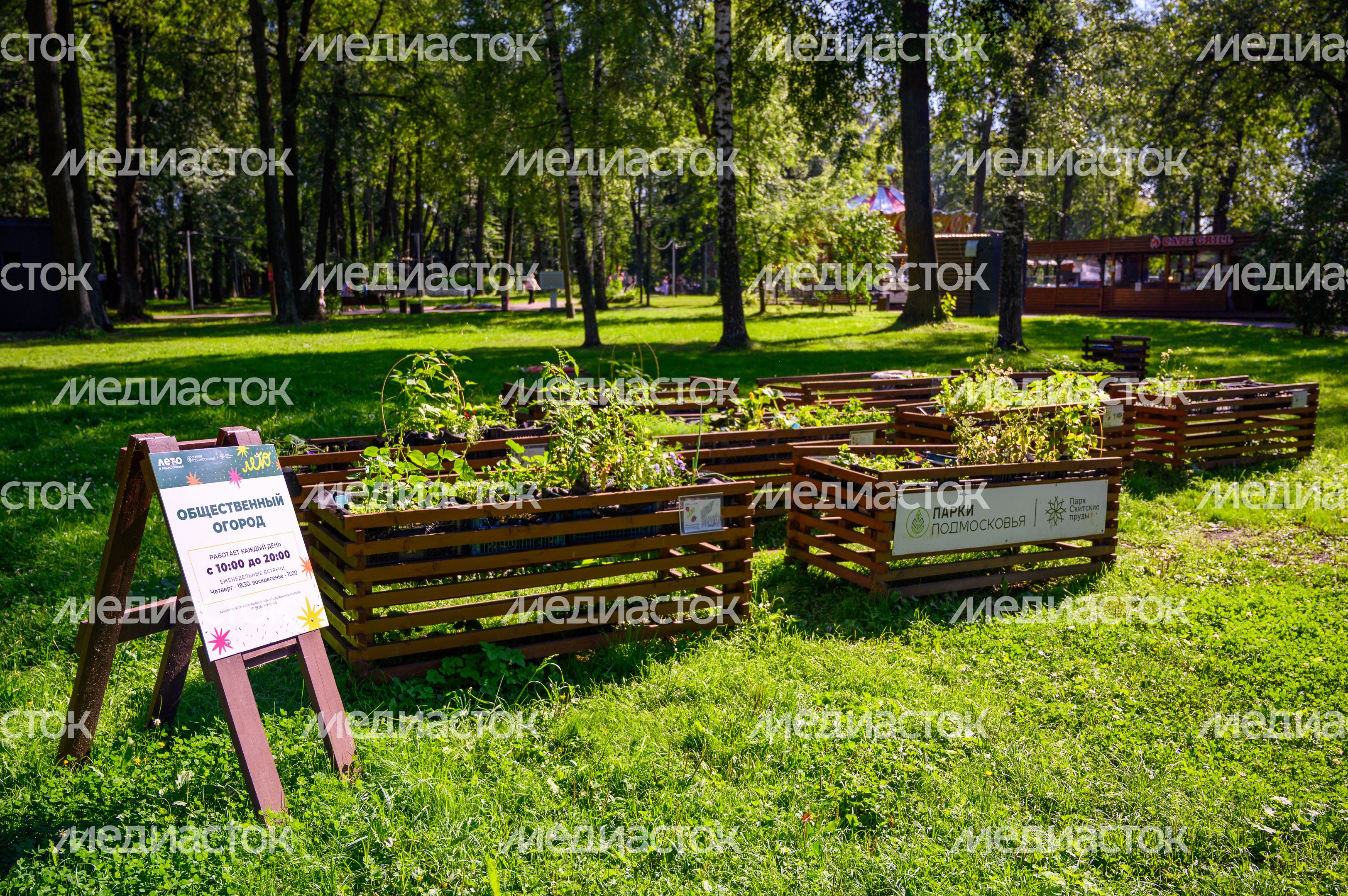Парк "Скитские пруды" в Сергиевом Посаде. Лето Парк "Скитские пруды" в Сергиевом Посаде. Лето