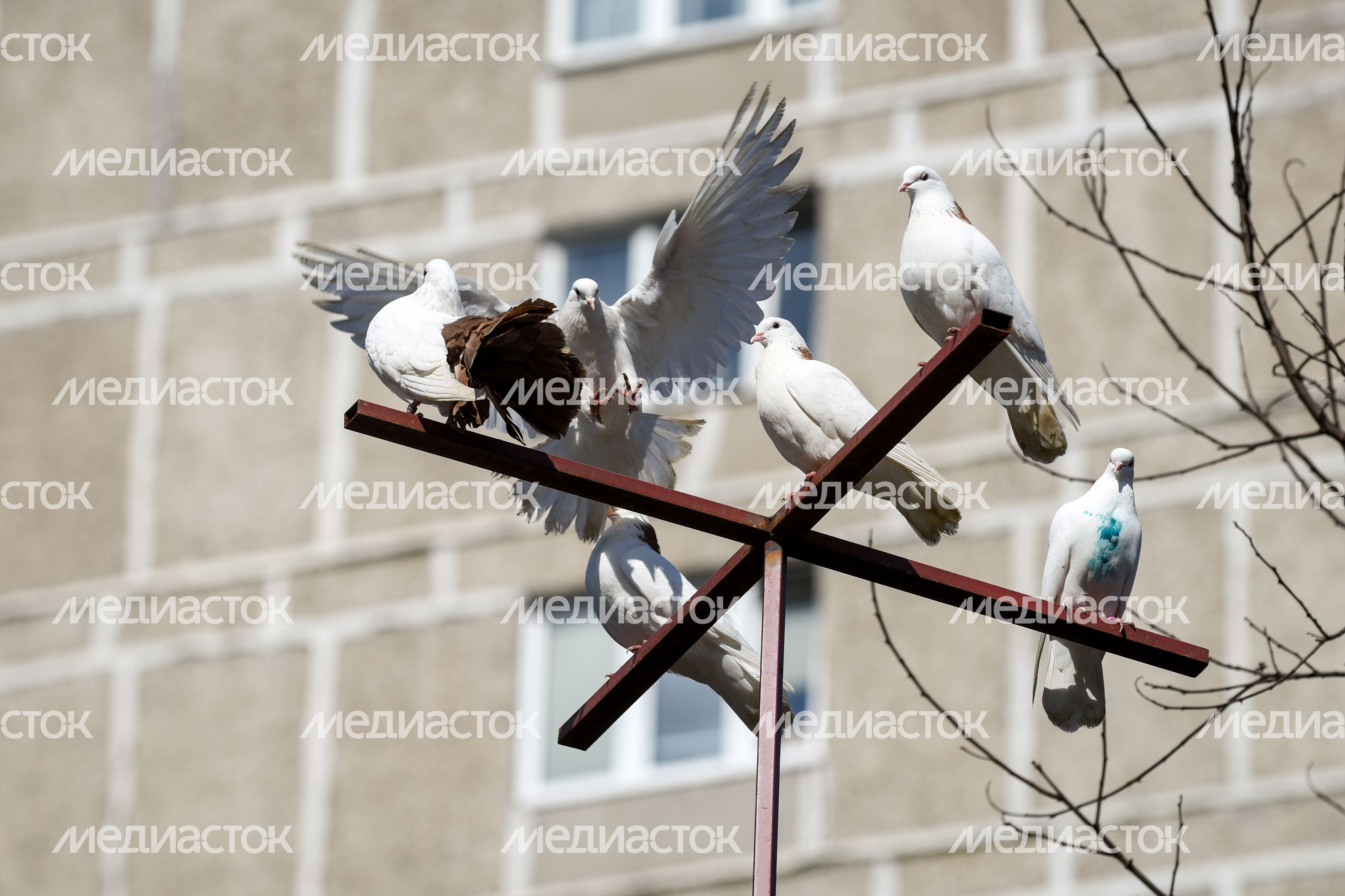 Голубятня в Москве