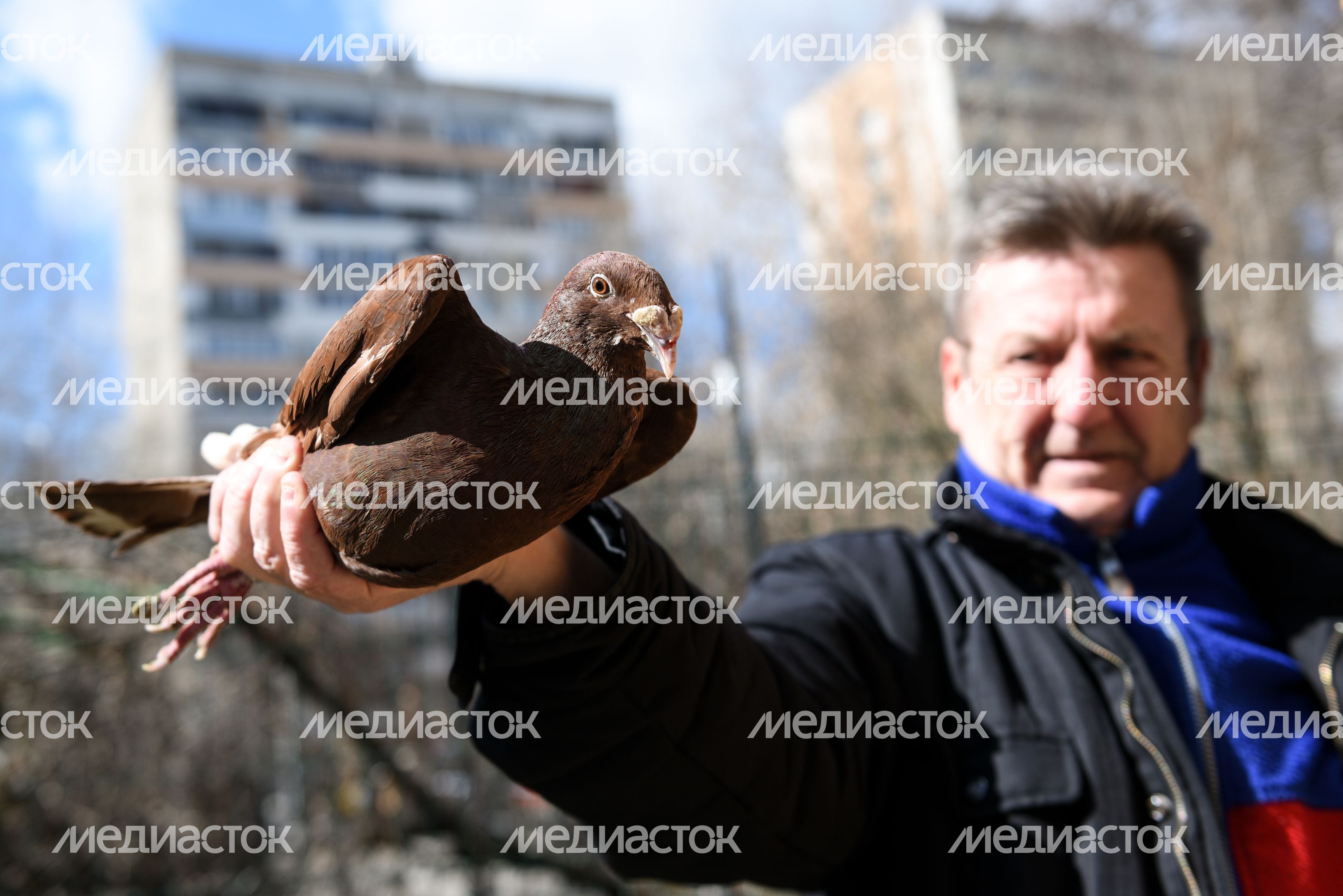 Голубятня в Москве Голубятня в Москве