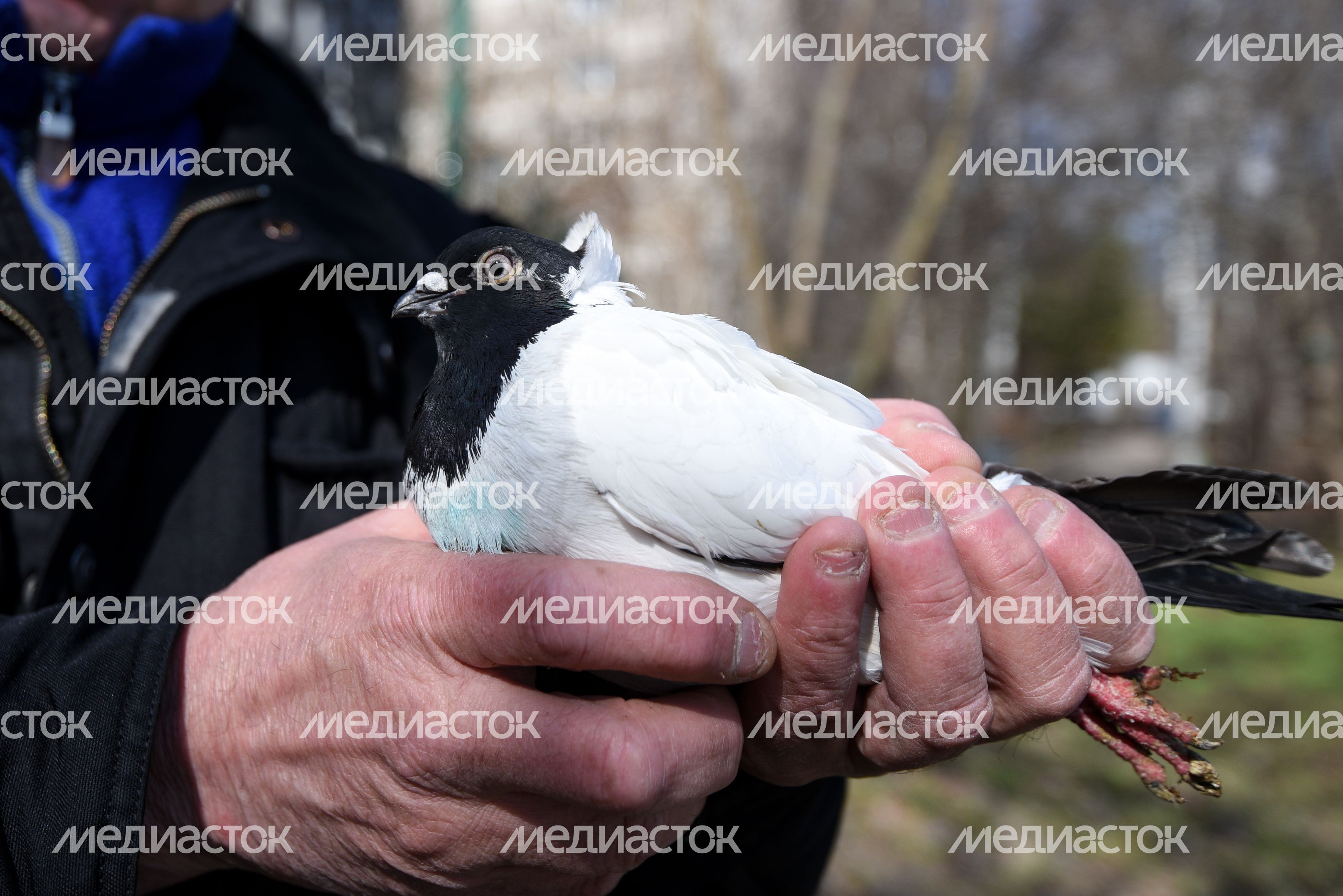 Голубятня в Москве