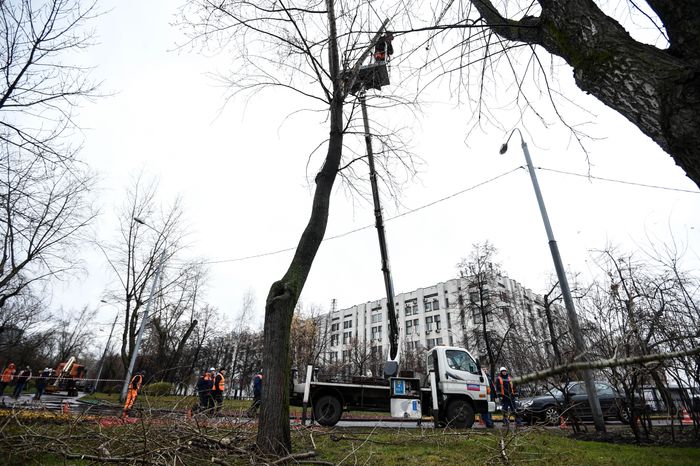 Обрезка тополей в Москве