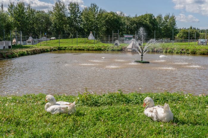 Животные на зооферме "Шихово" в Дмитровском округе