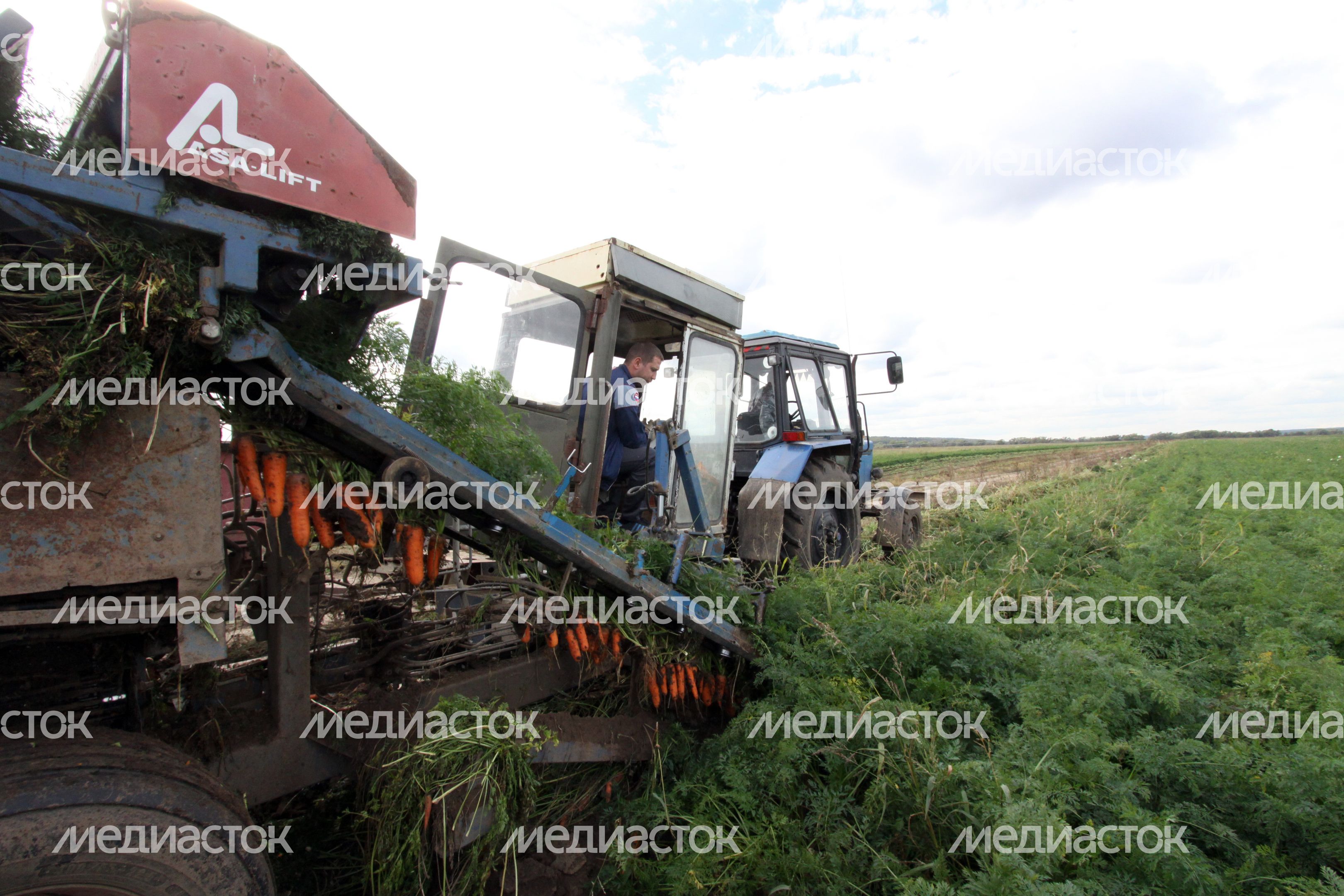 Уборка урожая моркови в Каширском районе
