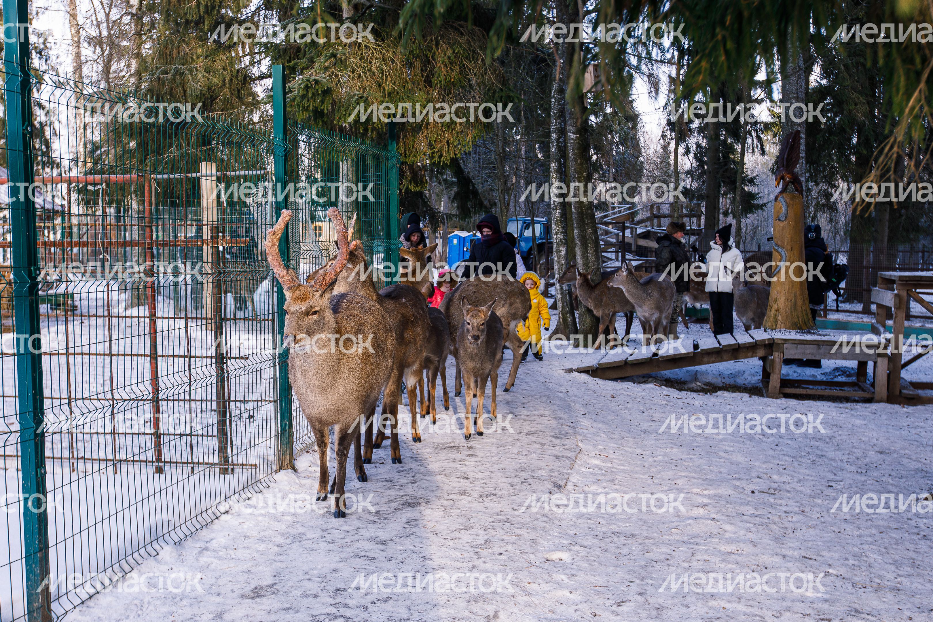 Оленья ферма ZooОleni в Рузском округе