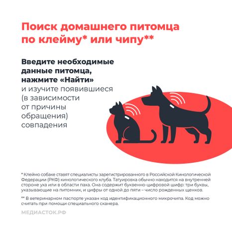 Домашние животные квадрат 05
