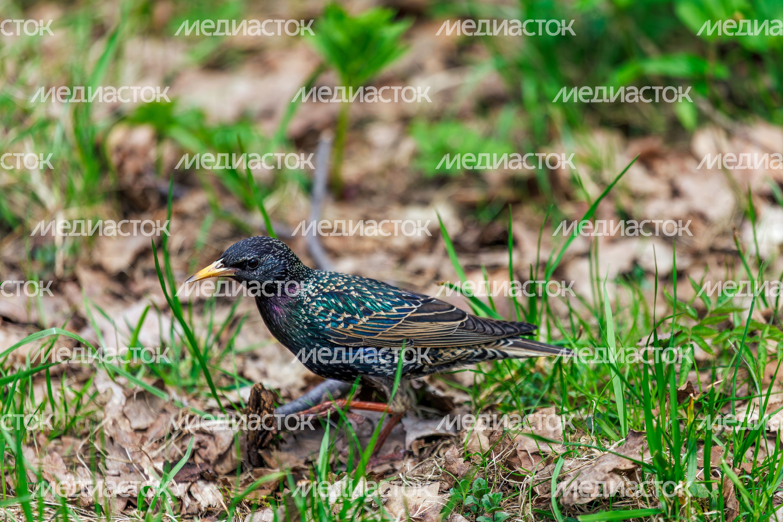 Фрязинский лесопарк весной: скворец Фрязинский лесопарк весной: скворец