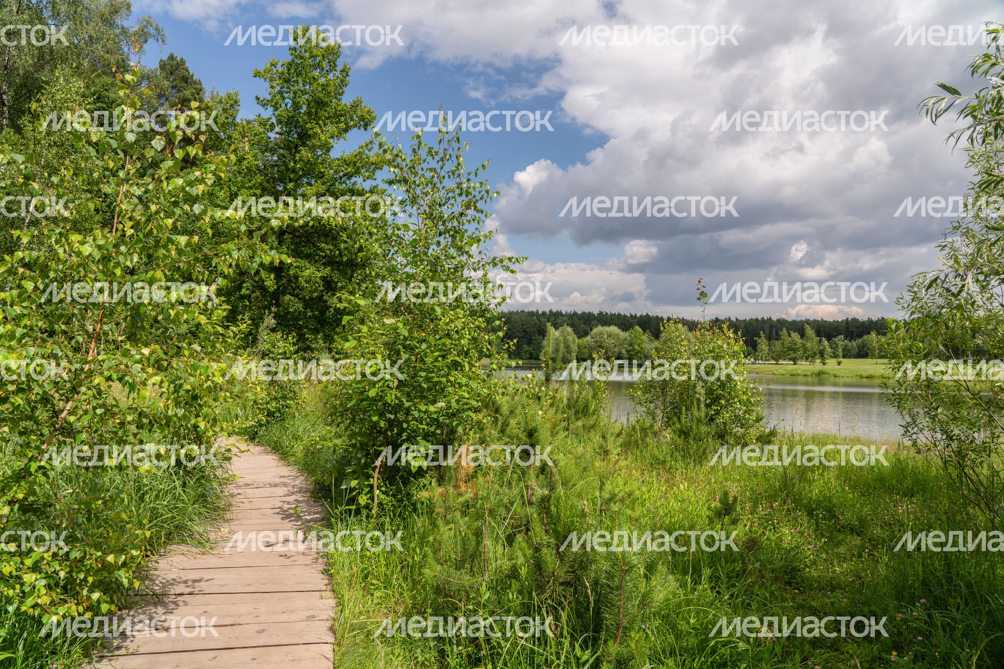 Мещерский парк летом