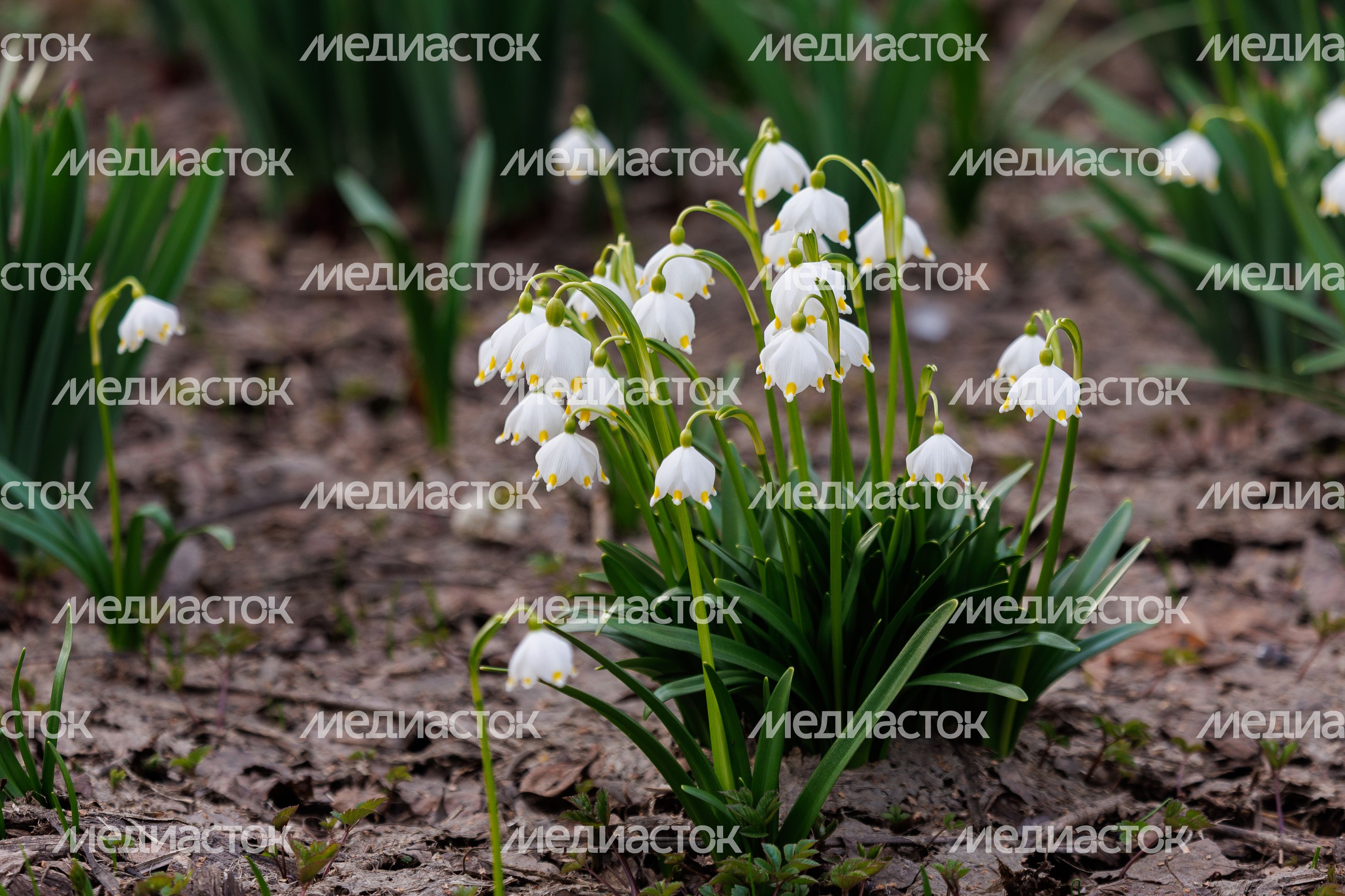 Первоцветы Подмосковья - белоцветник в парке