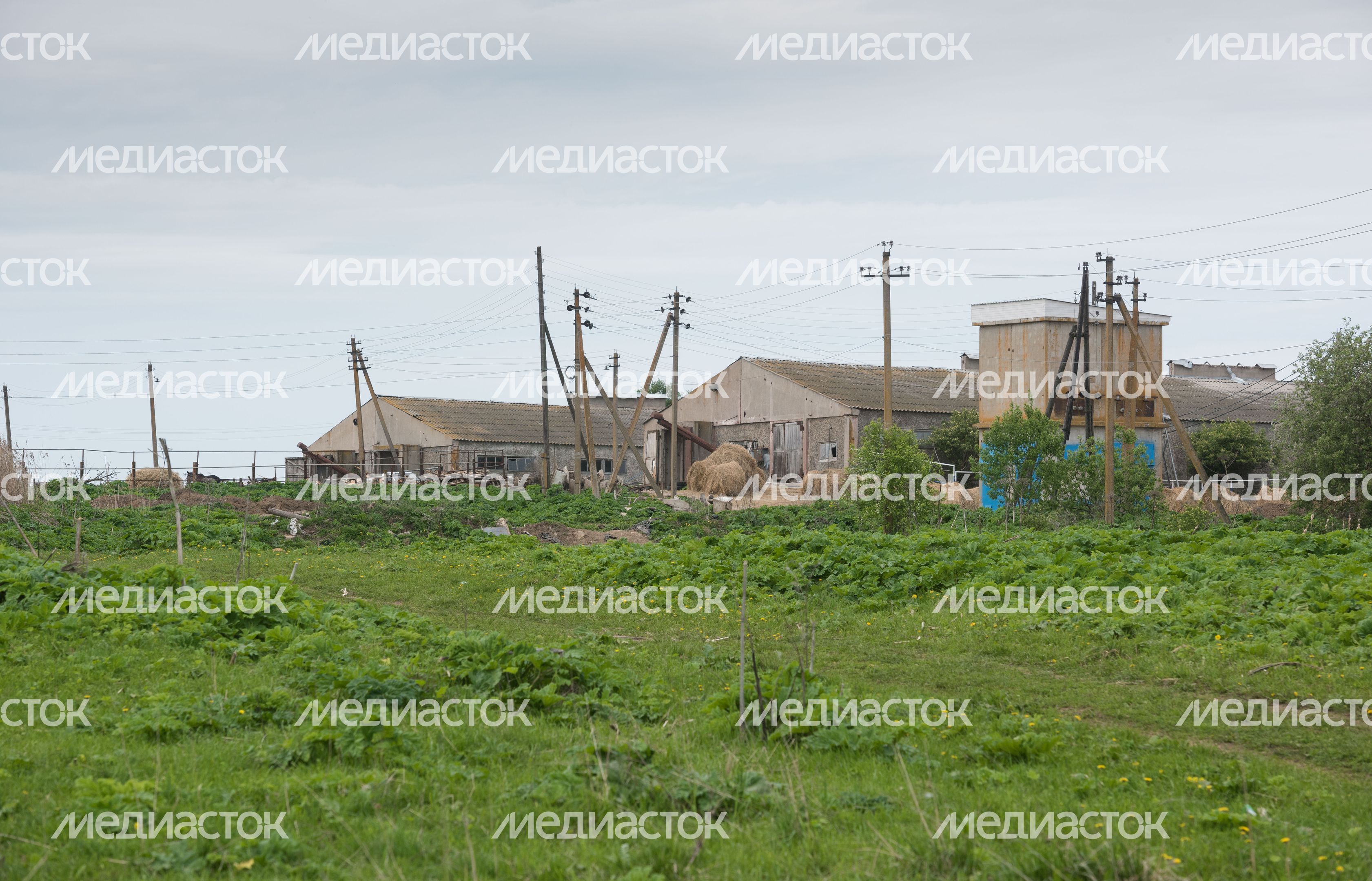 Конюшня-приют «Шанс на жизнь» в Клинском районе Подмосковья