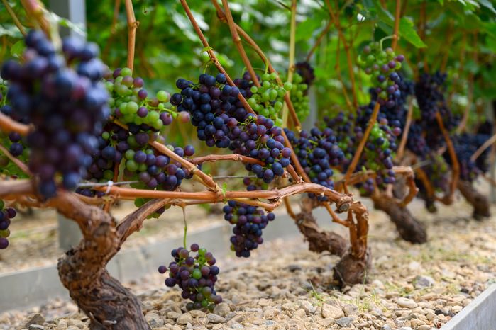 Из подмосковного винограда производят опытные образцы вина на винодельне Nordwine в Раменском круге