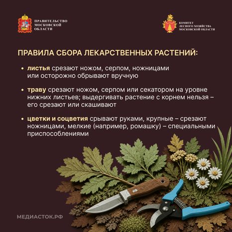 Ягоды, грибы, лекарственные растения квадрат 07