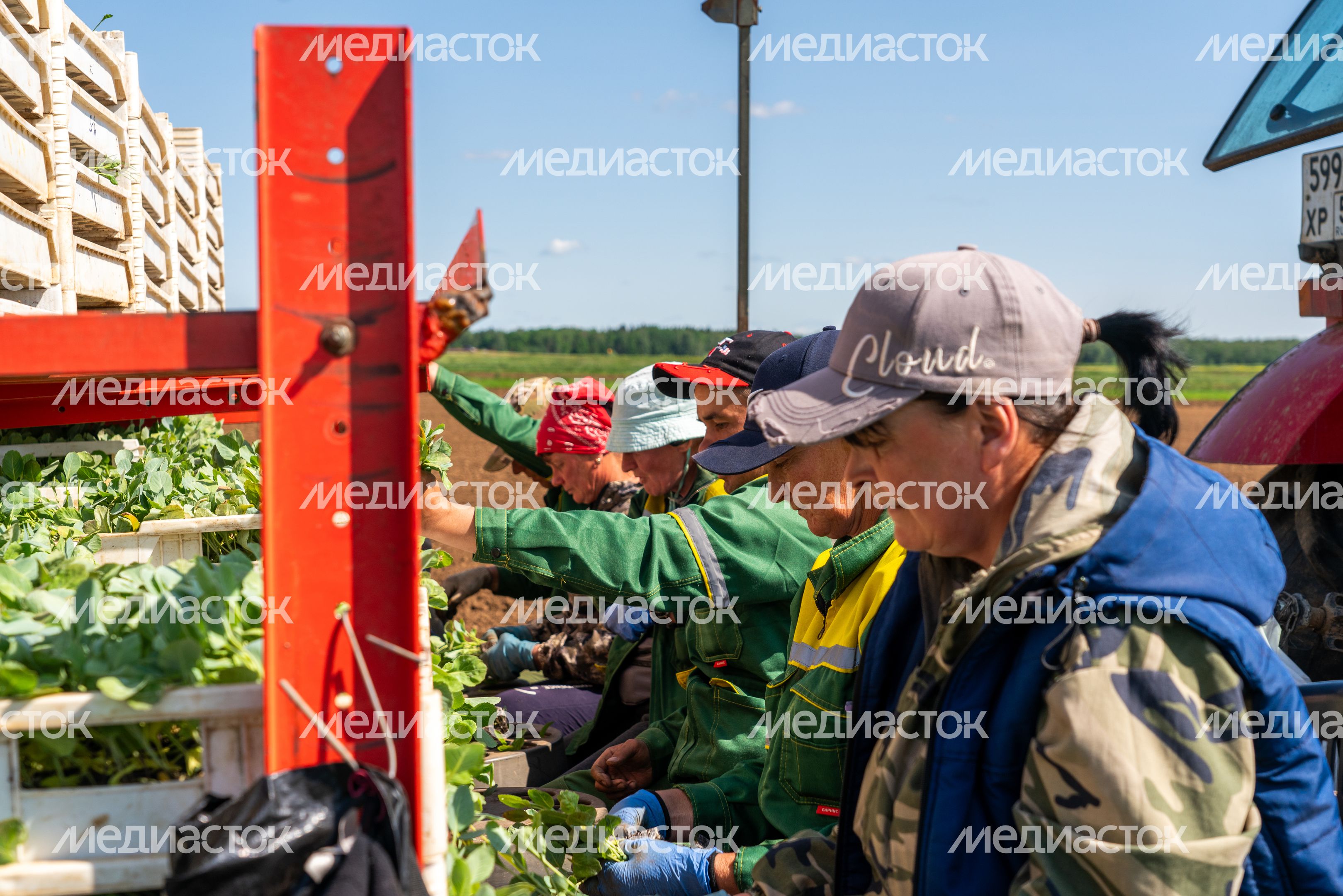 Сельхозтехника высаживает овощи на полях ГК «Дмитровские овощи» Сельхозтехника высаживает овощи на полях ГК «Дмитровские овощи»