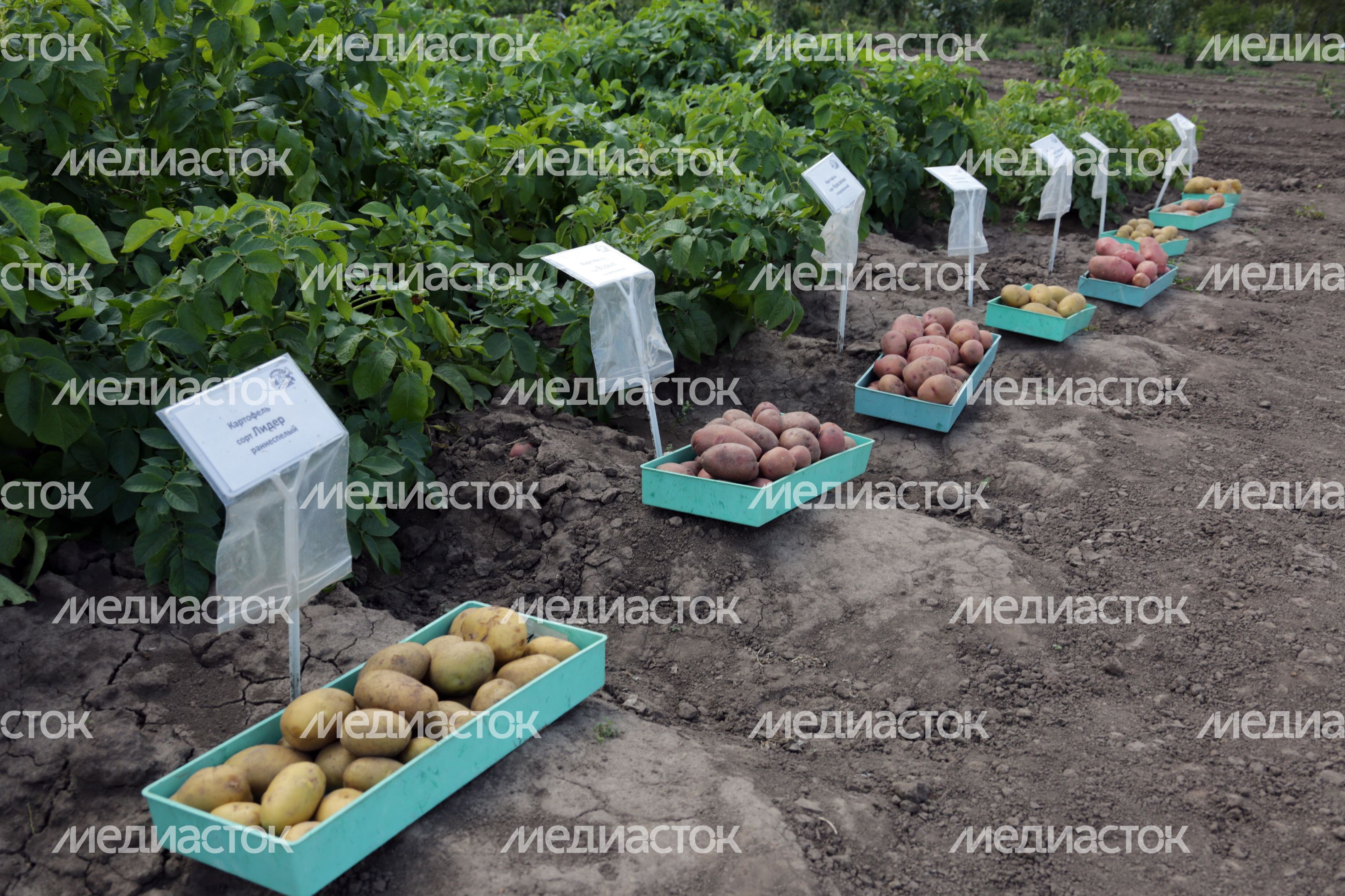 Праздник фермеров в агрофирме «Седек» Каширского района