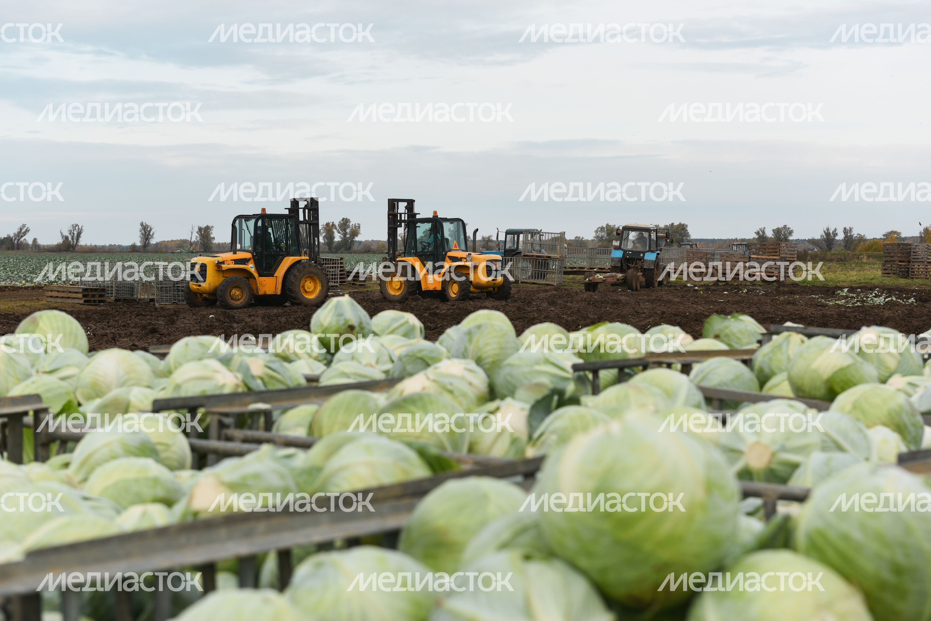 Сбор урожая капусты в Подмосковье