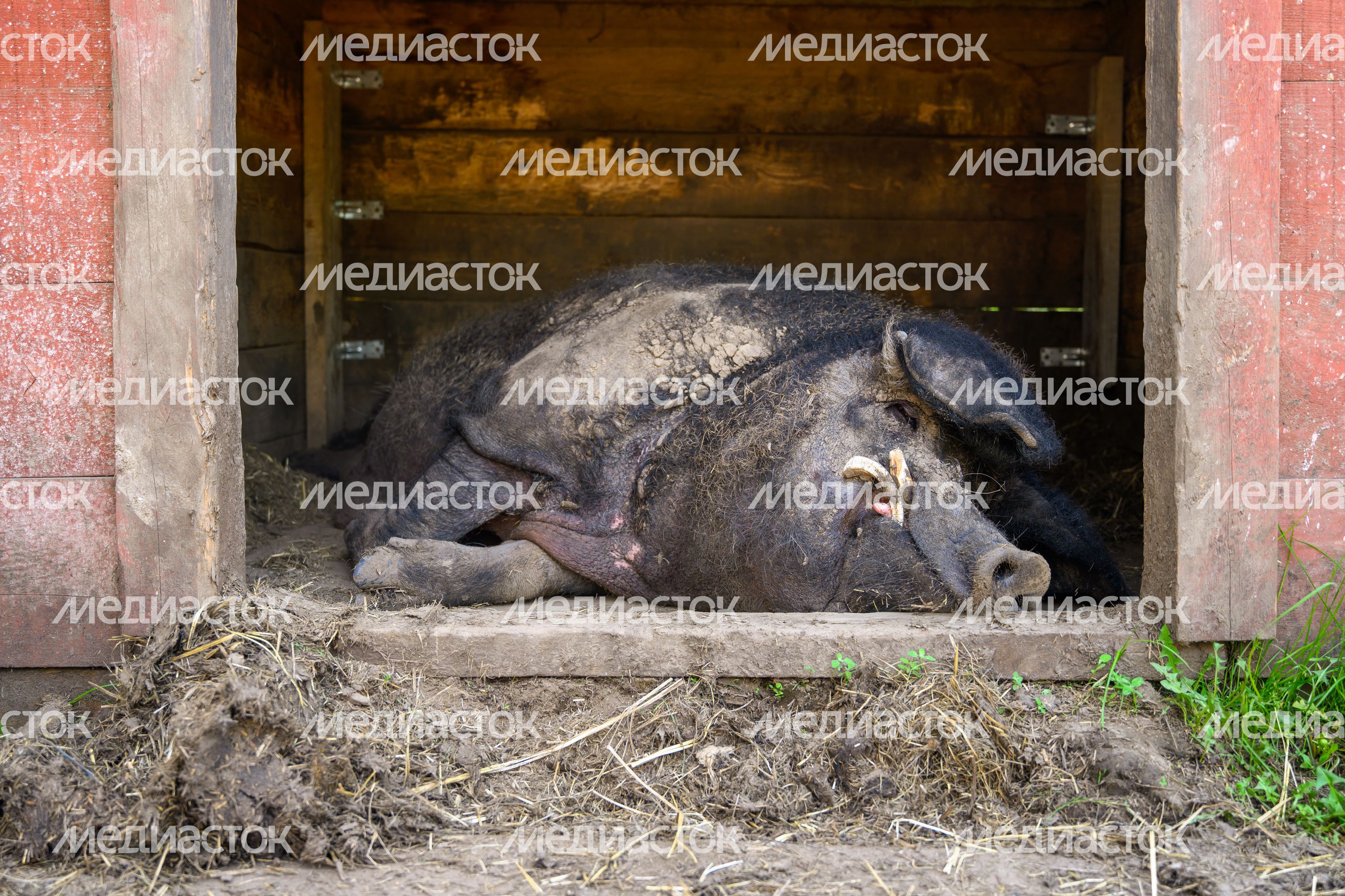 Общение с клыкастым кабанчиком в зооцентре «Святополе» в Зарайске