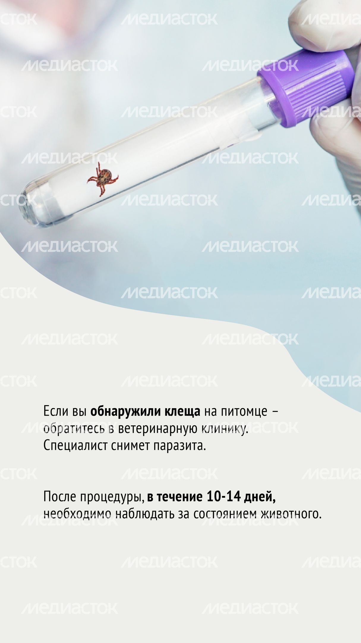 Клещи-04.jpg