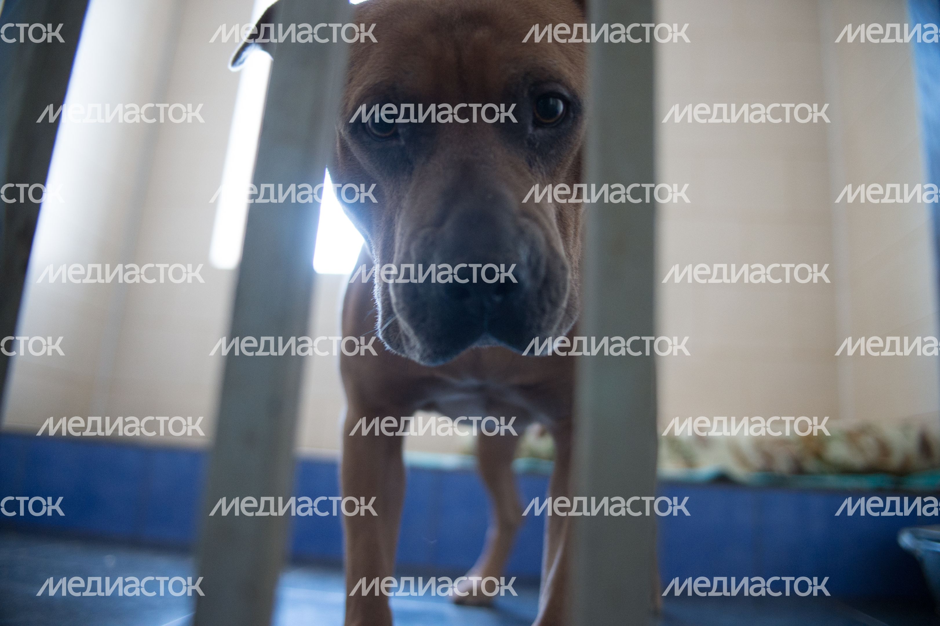 Шереметьевский приют для собак в Химках