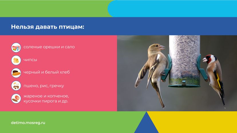 синичкин_день_горизонталь_05.jpg
