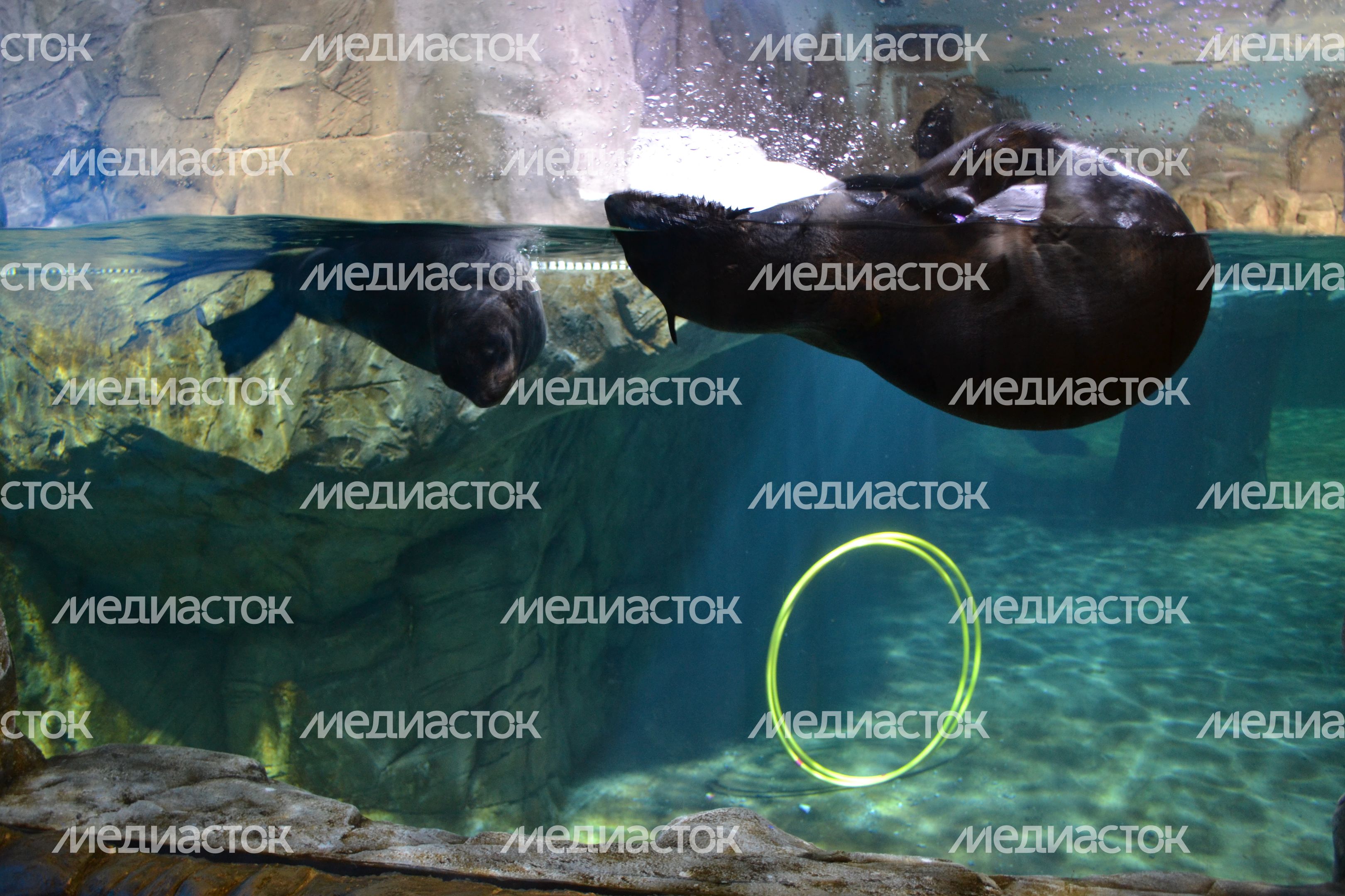 Воронежский океанариум Воронежский океанариум