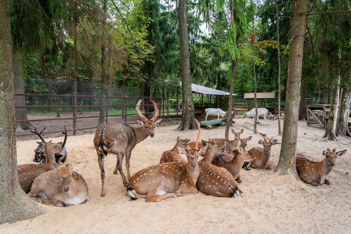 Оленья ферма ZooОleni в Рузском округе летом